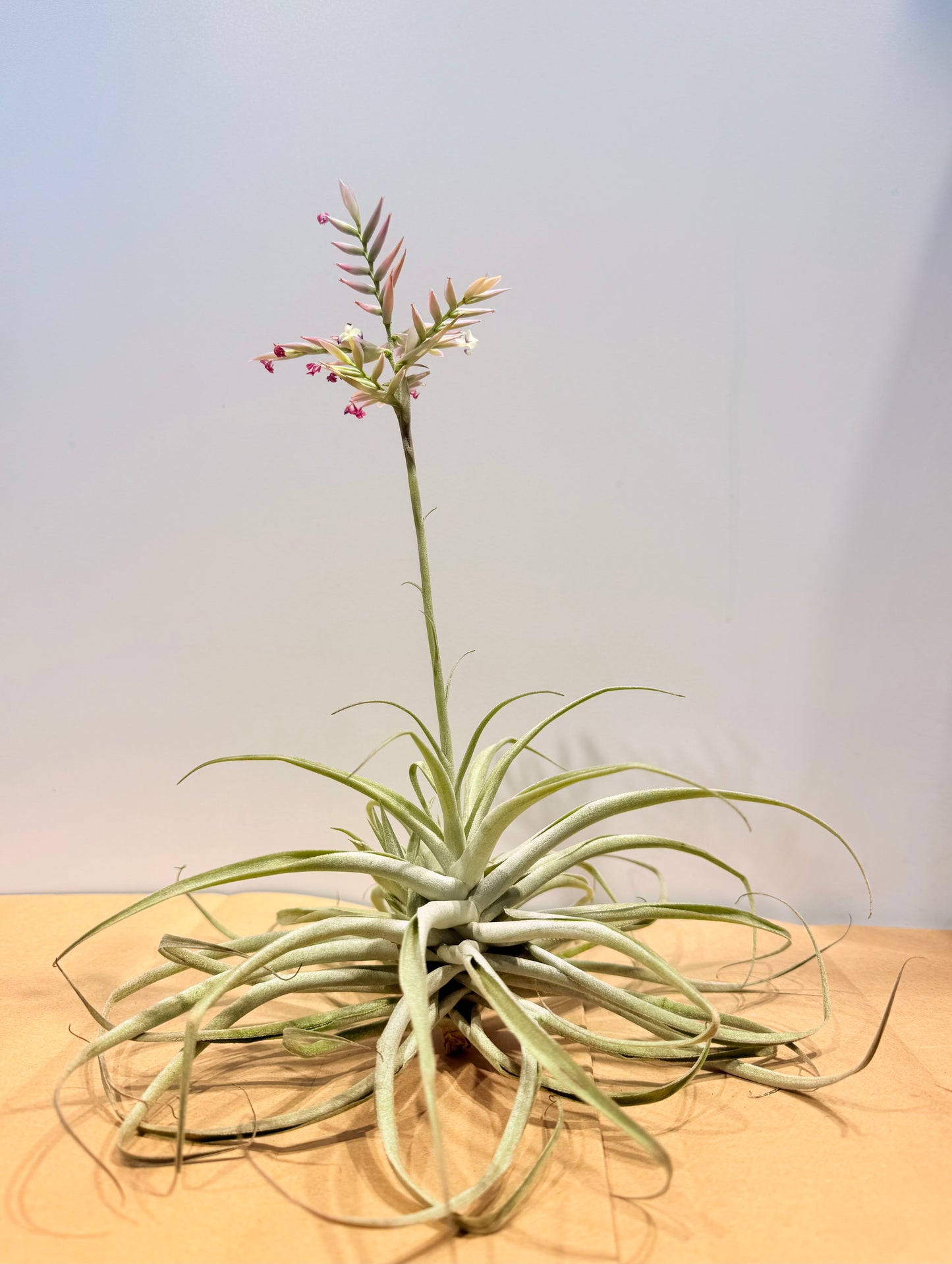 Cacticola thin leaf
