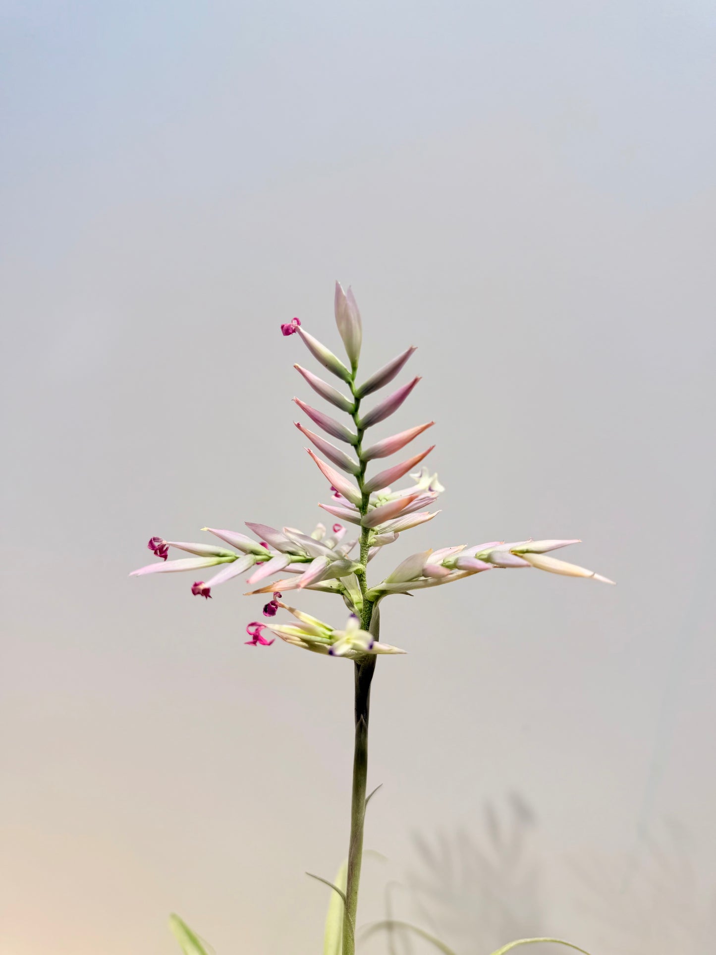 Cacticola thin leaf