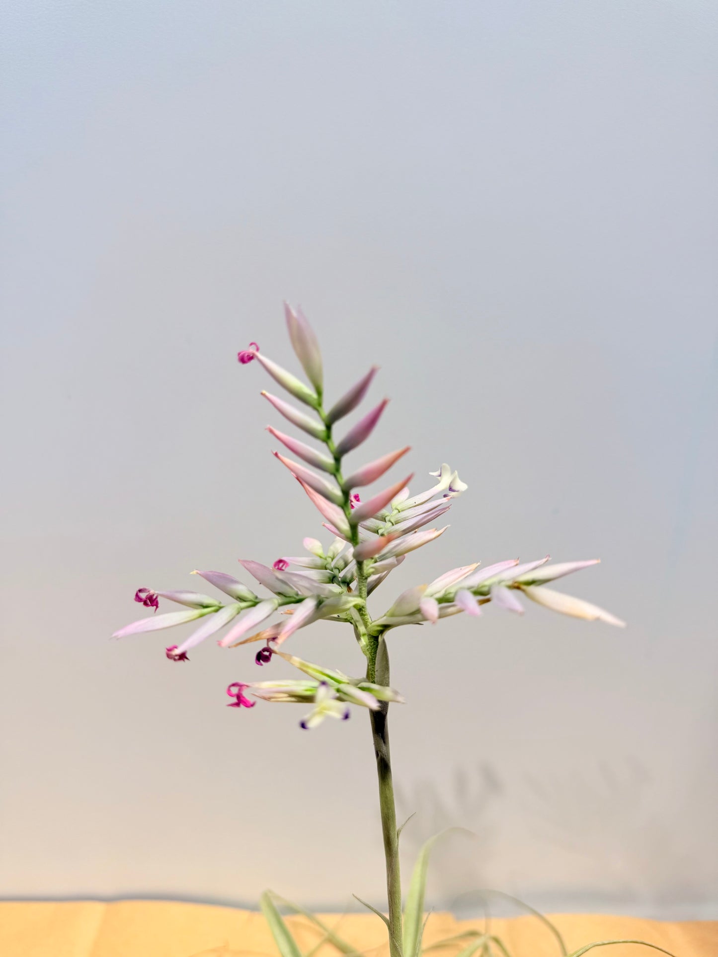 Cacticola thin leaf