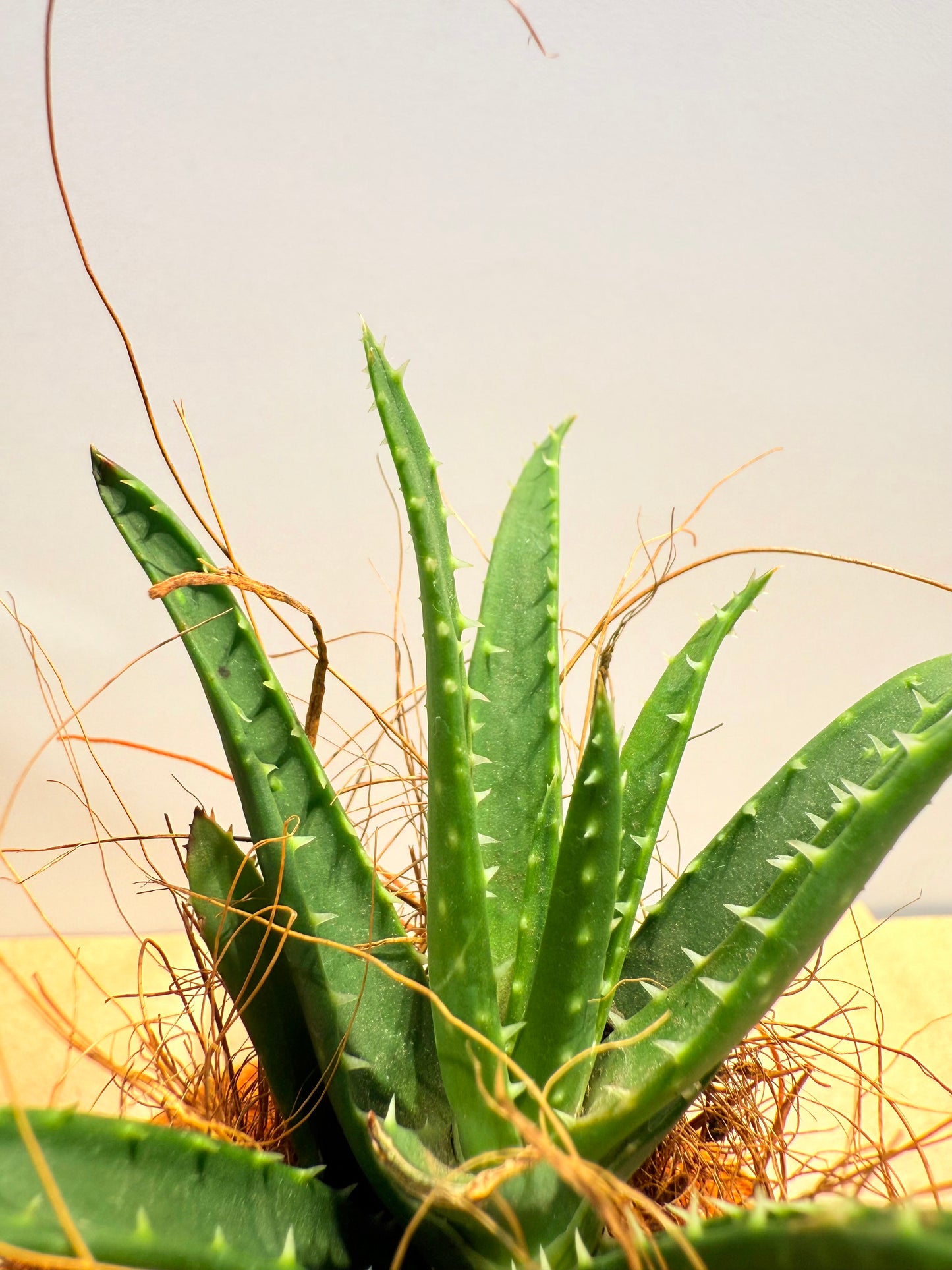 koke Aloe Roca