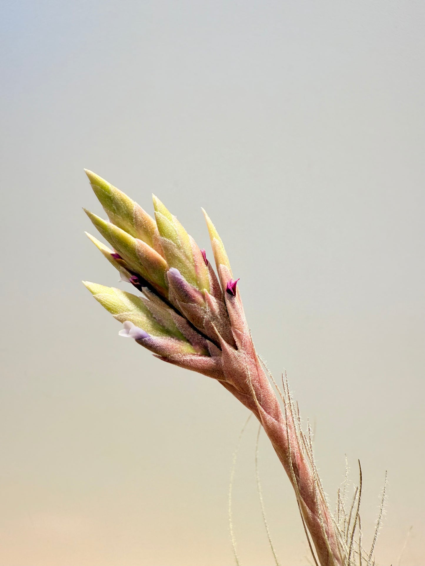 Till. Tectorum