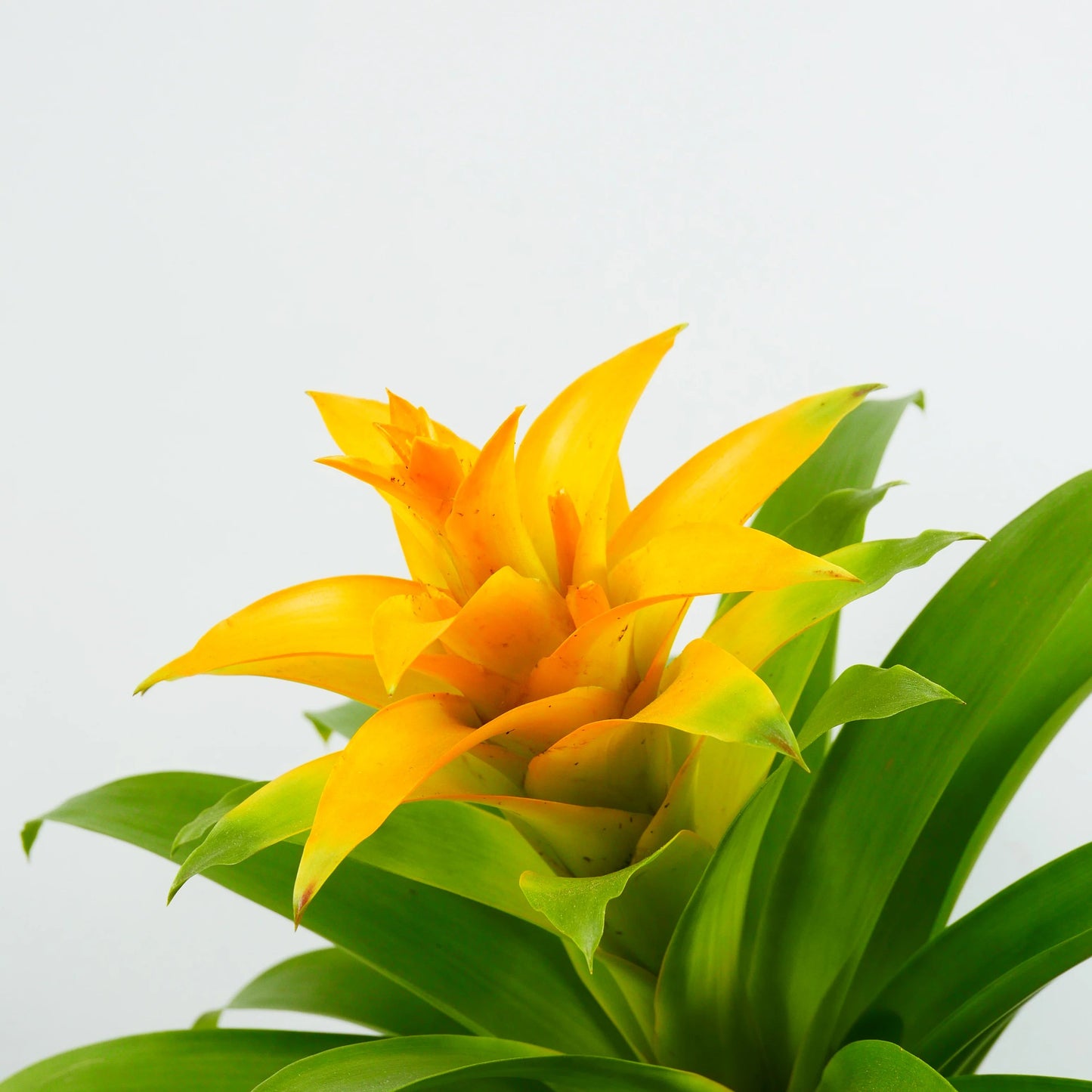 Koke Bromelia Diana
