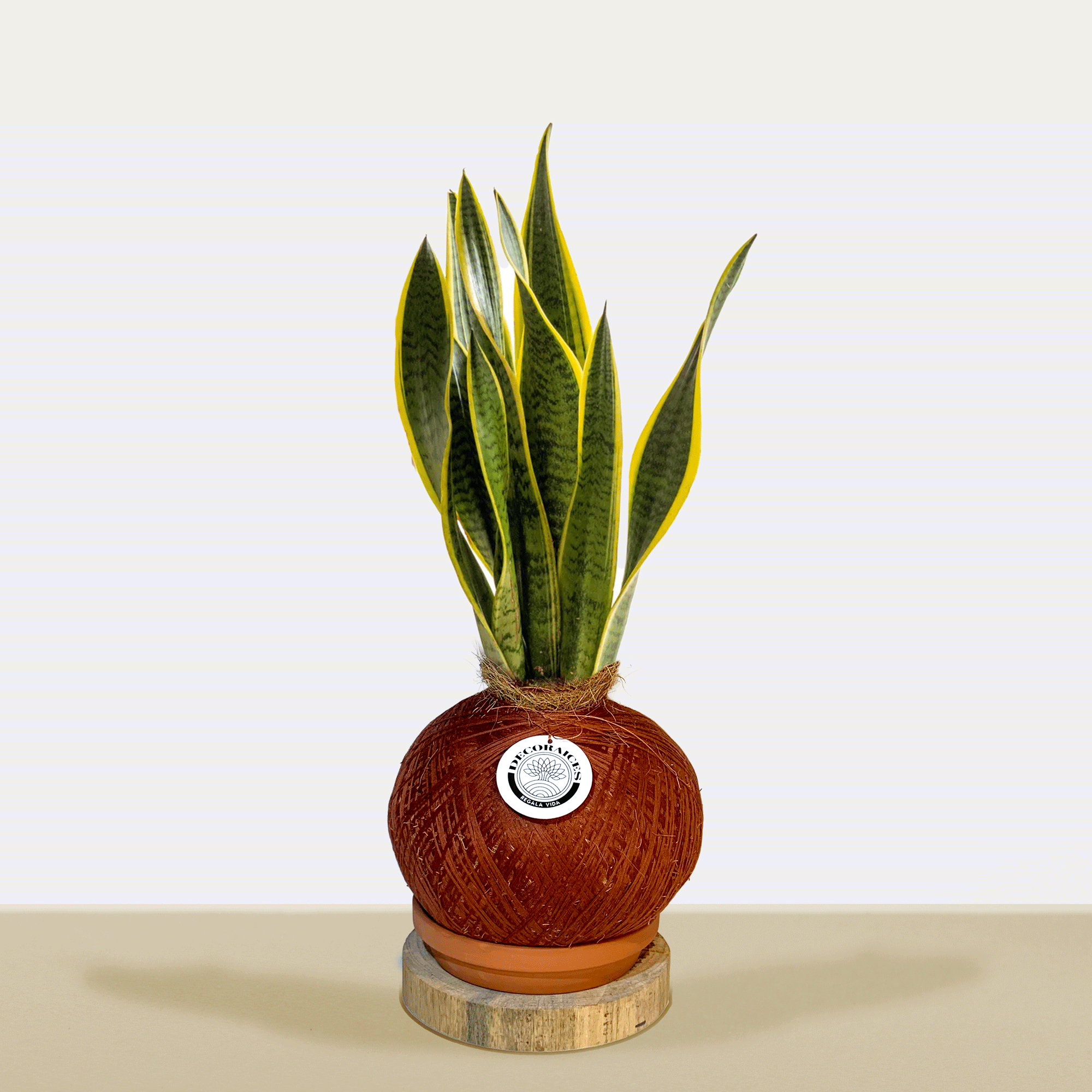 snake plant kokedama Kokedama Sansevieria trifasciata – Decoraices