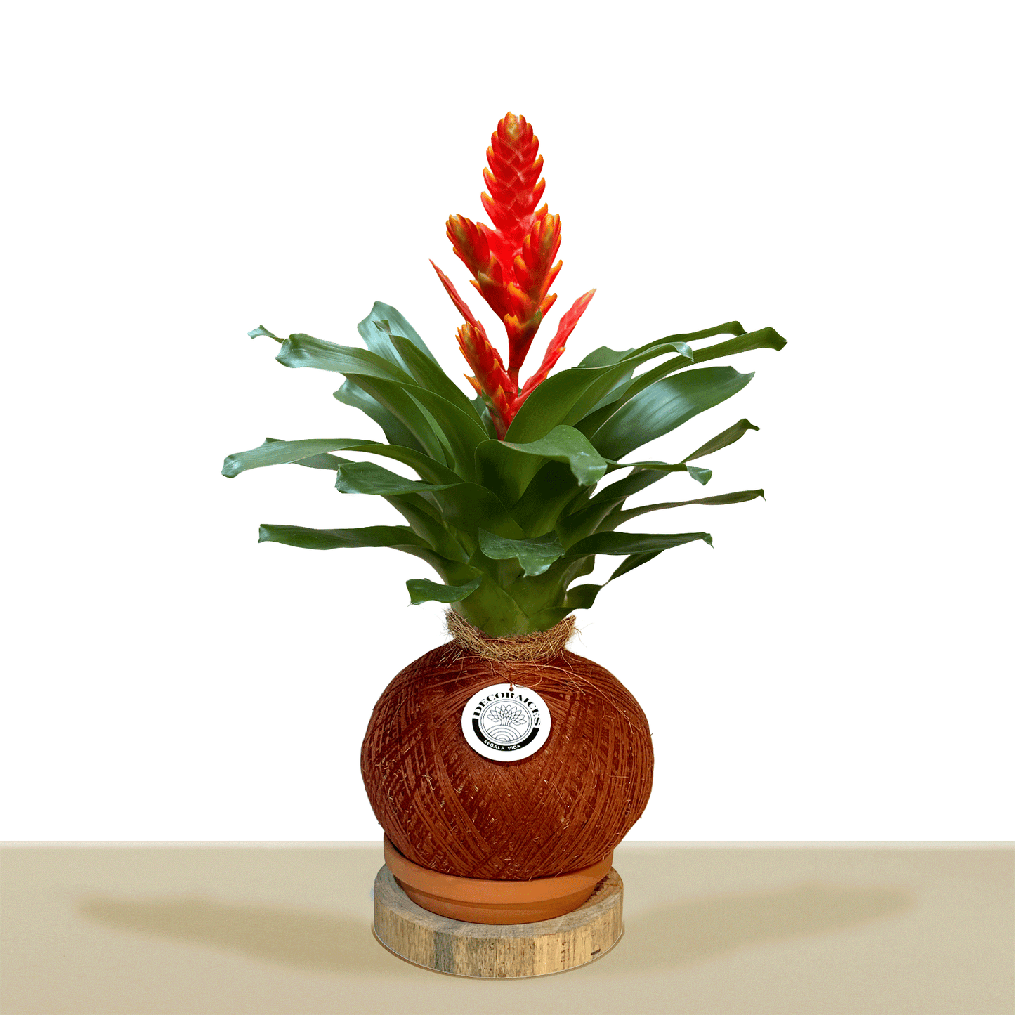 kokedama Vrie. Sparkle L