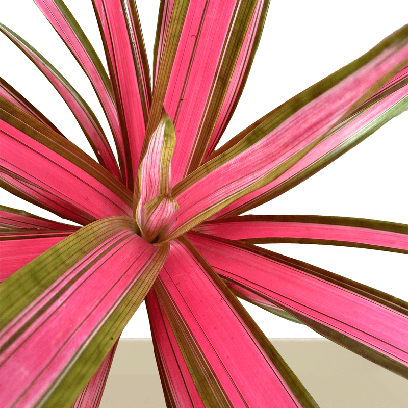 Agregadas esta semana