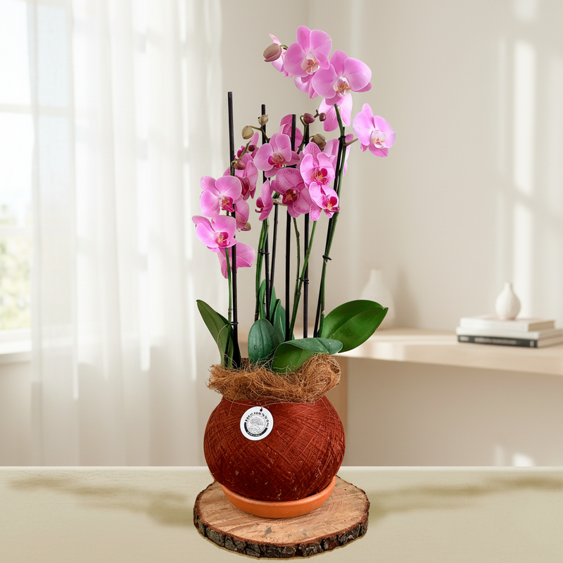 Orquídeas