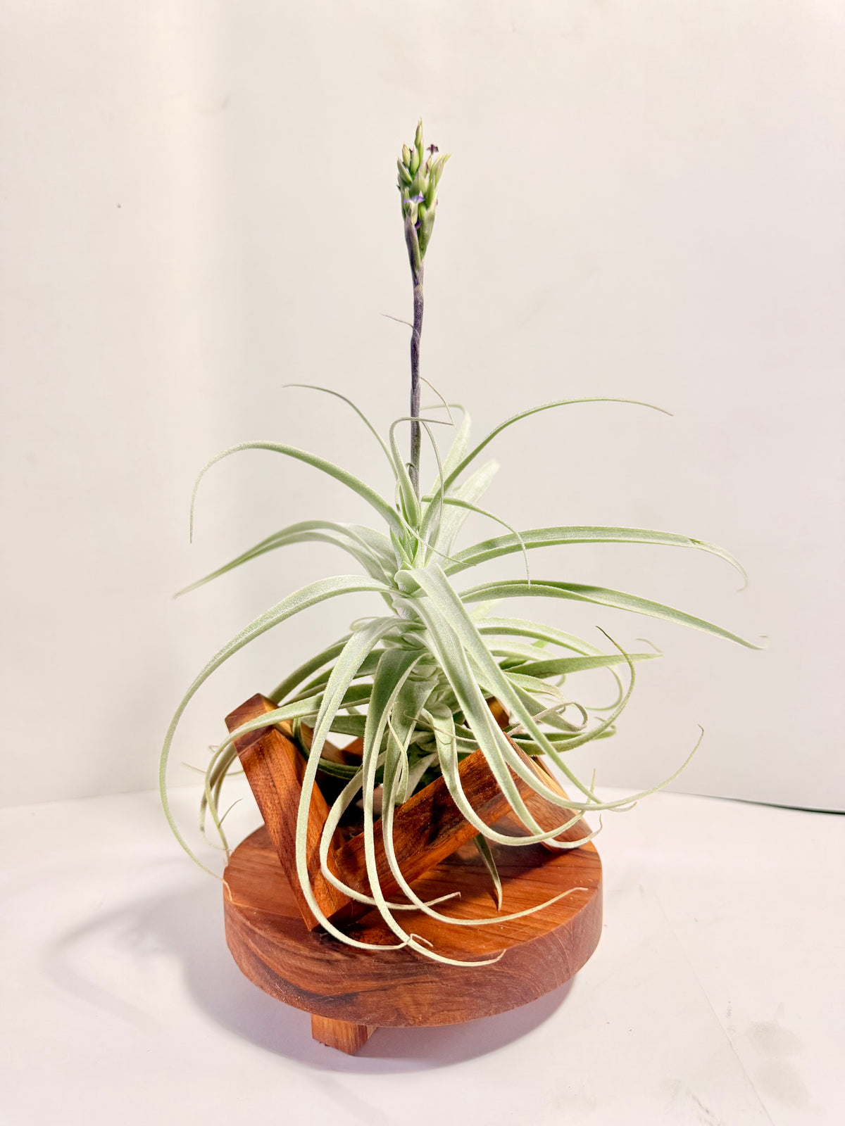 Tillandsia Purpúrea + base teca