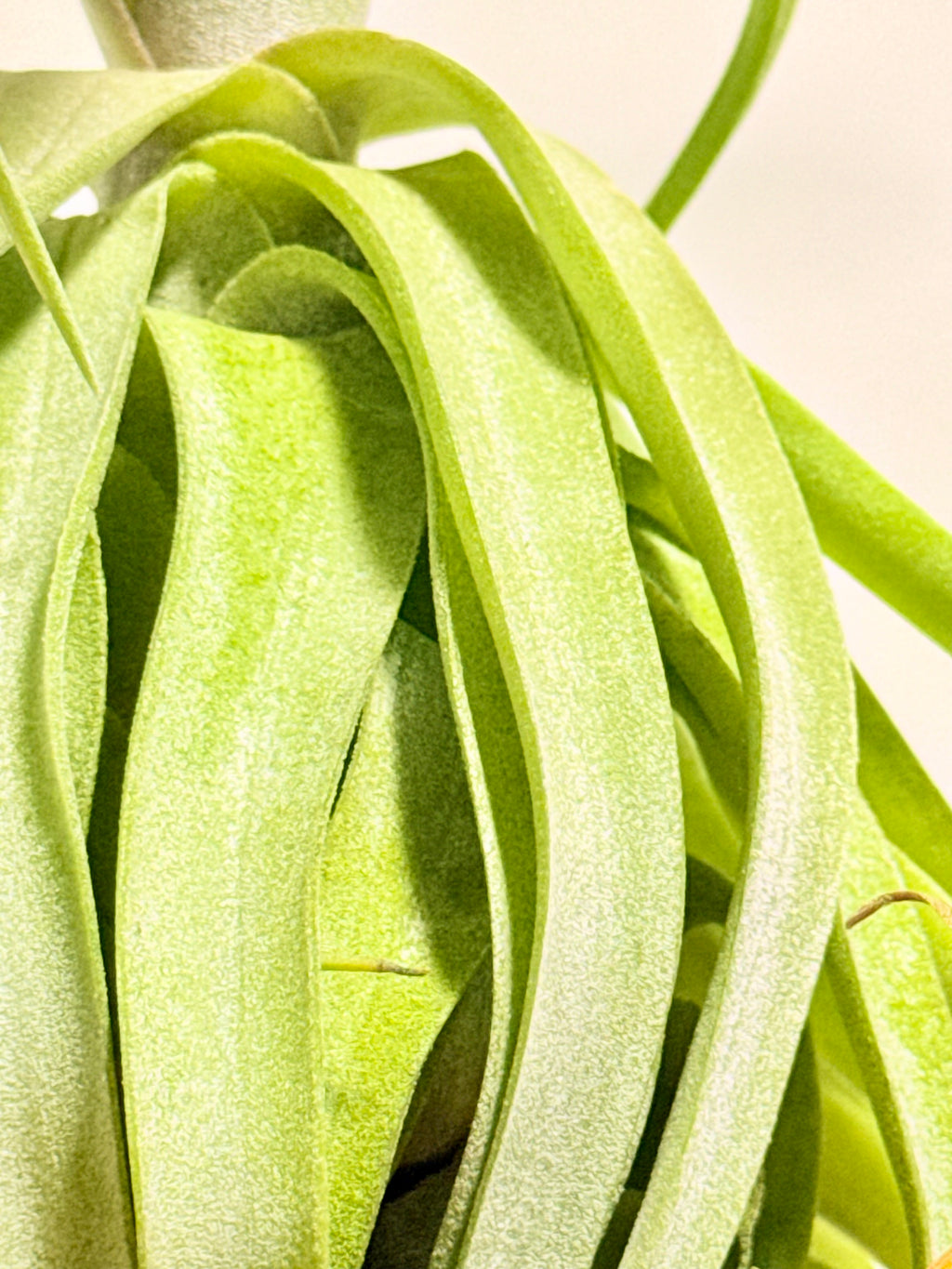 Tillandsia streptophylla + base teca