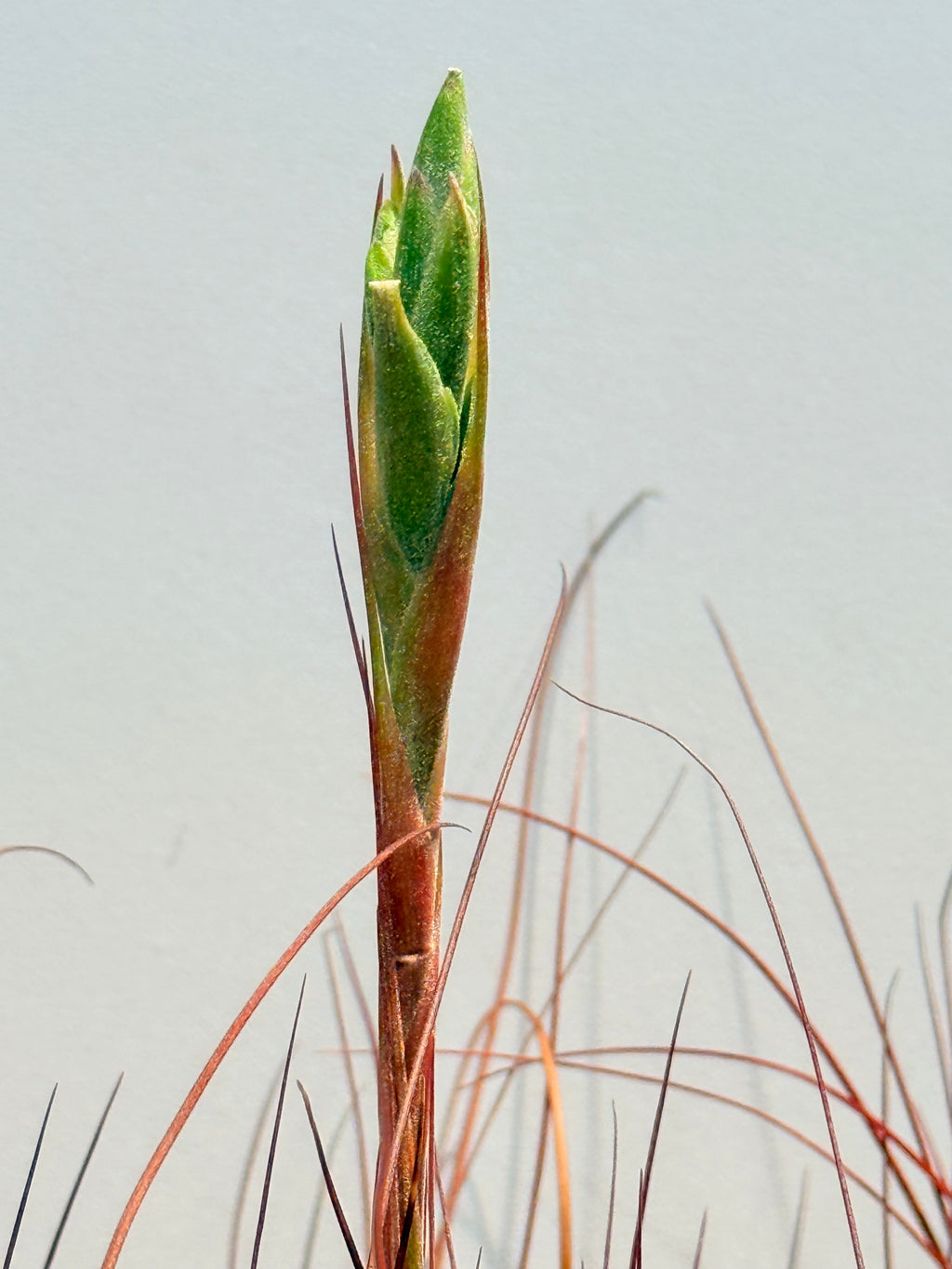 Till. Juncea + matera