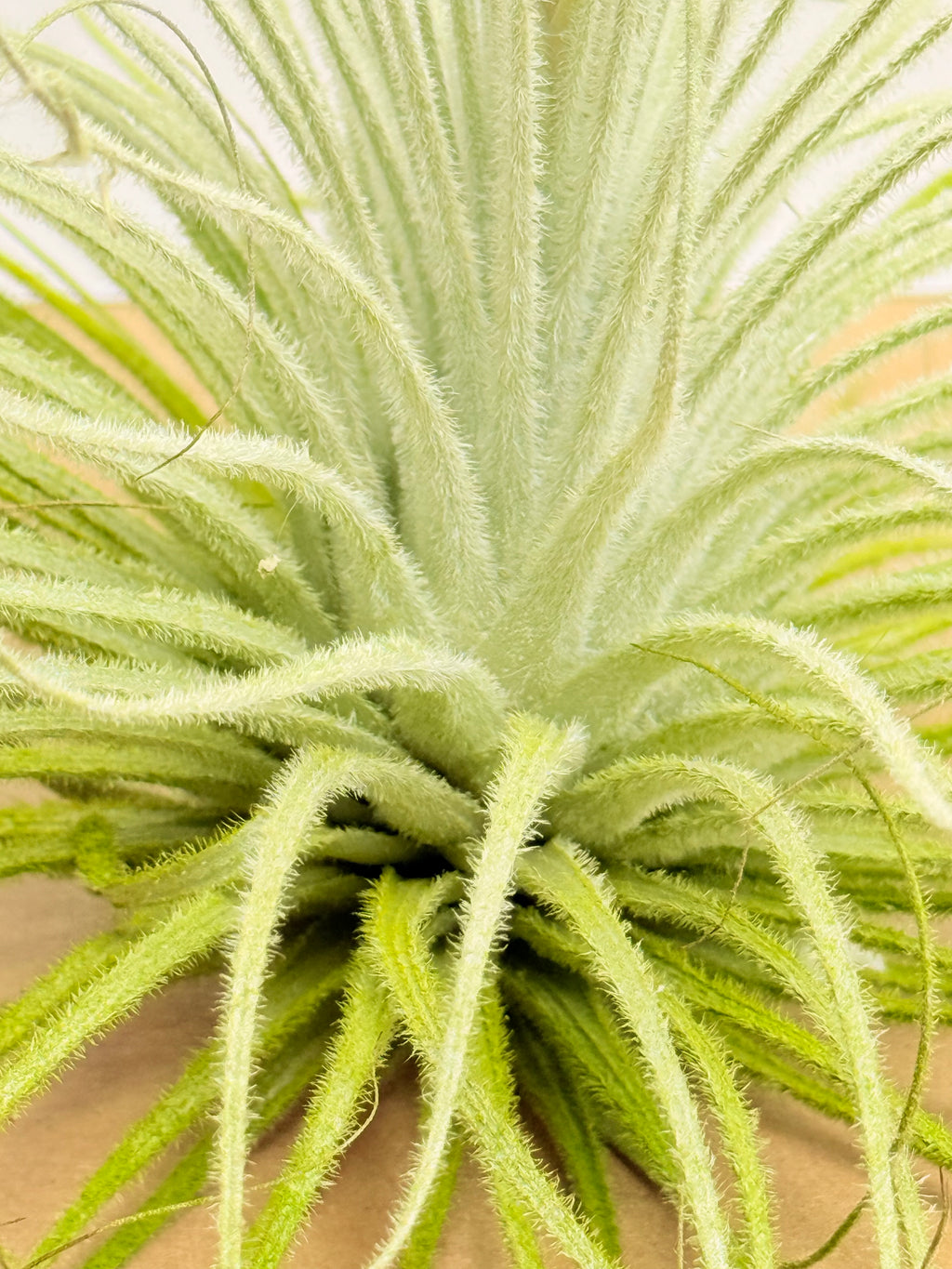 Tillandsia  Tectorum