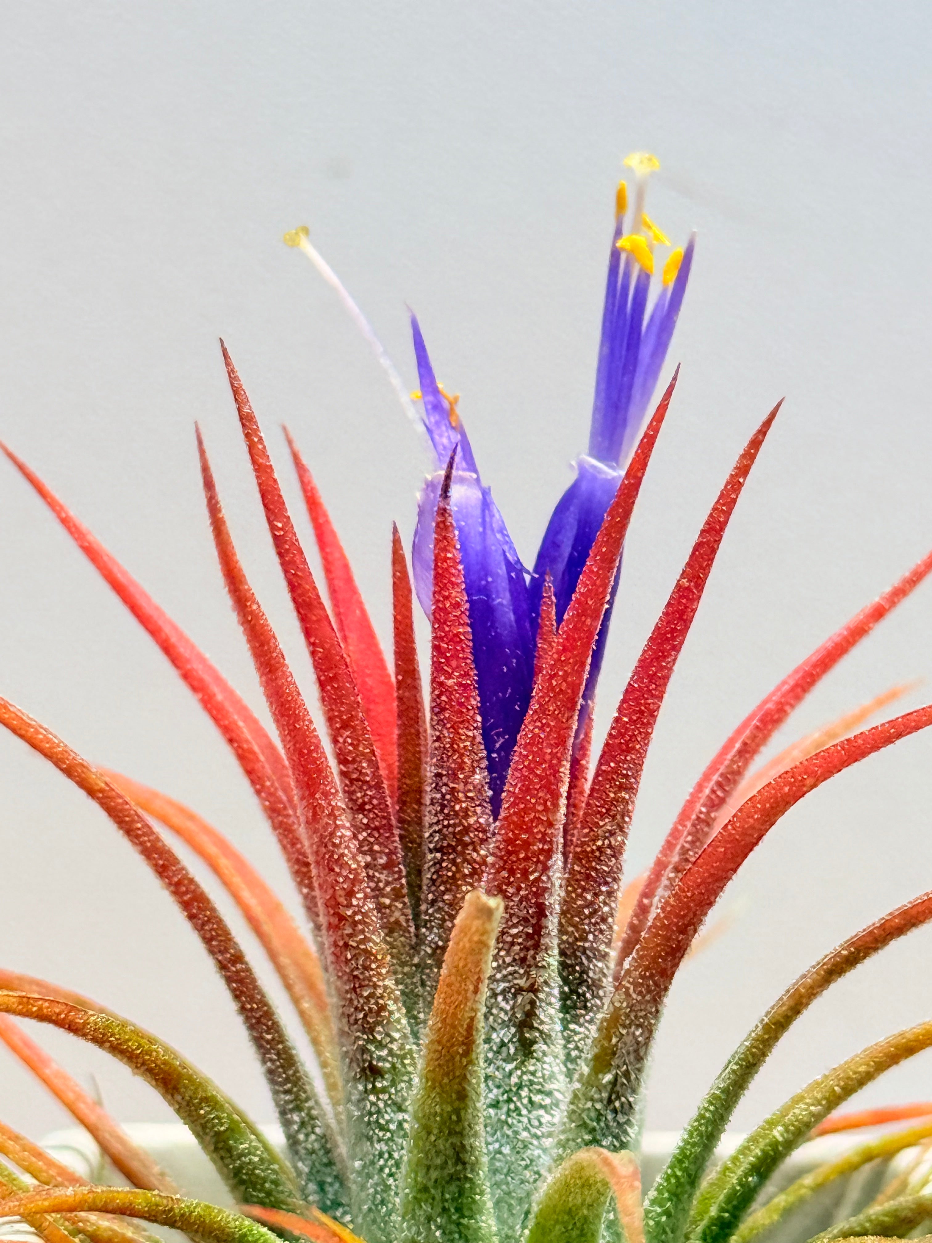 Till. Ionantha red + matera