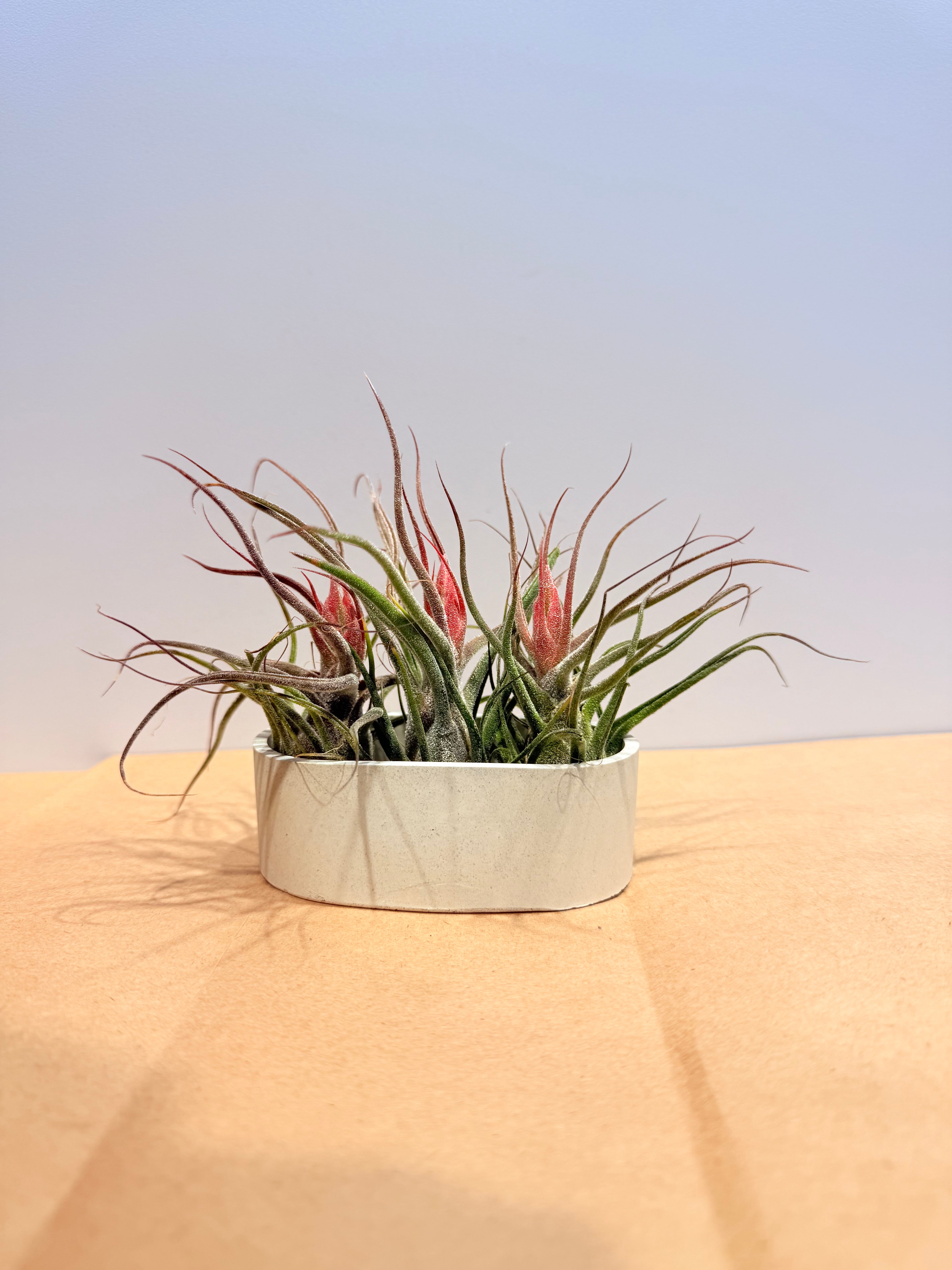 Till. Guatemala red mini x3 + matera