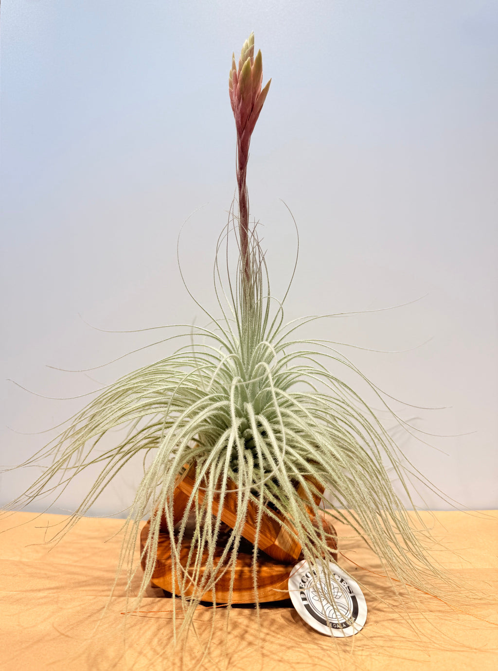 Till. Tectorum + base teca