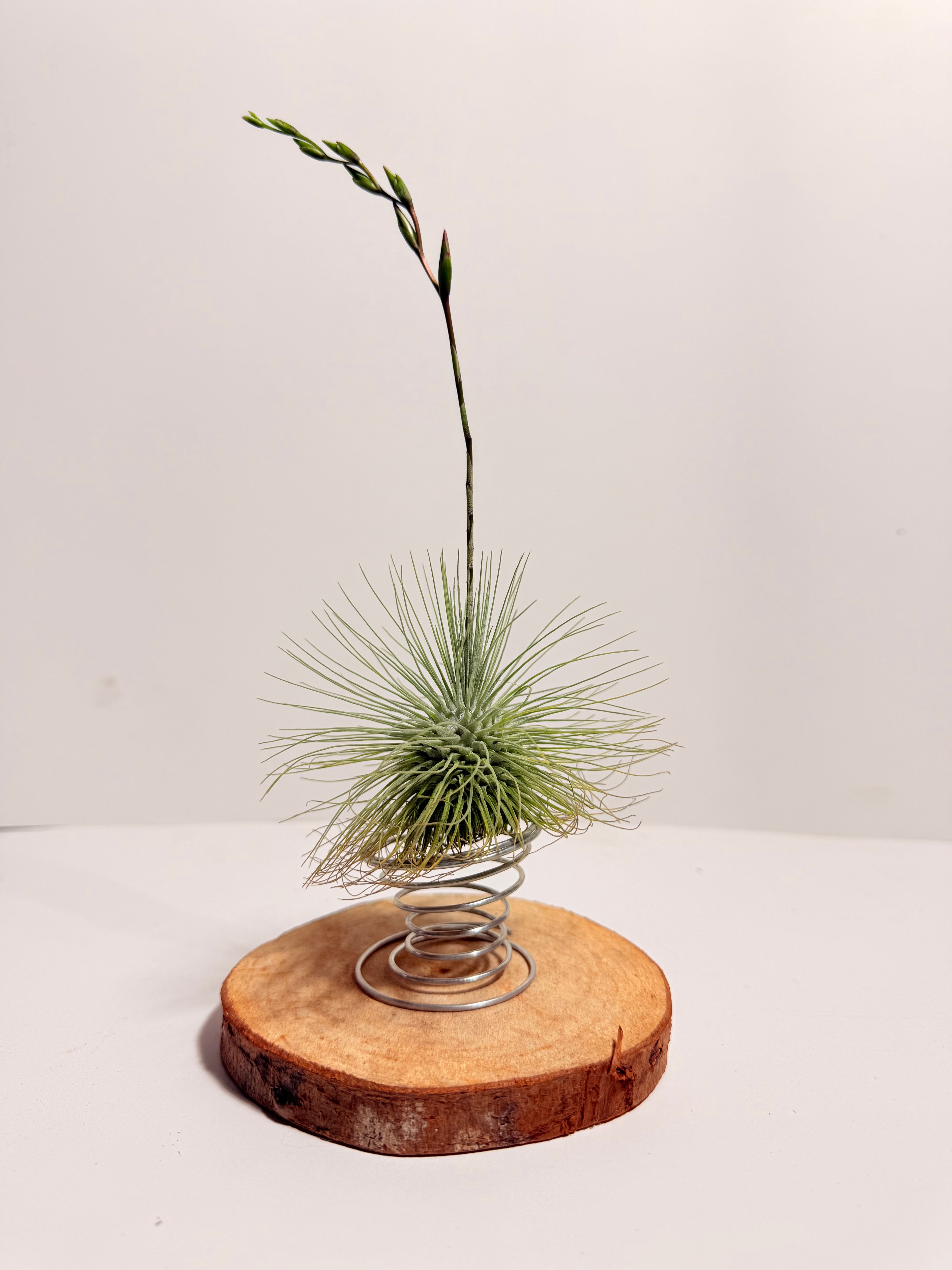 Tillandsia Fuchsii var. Gracilis