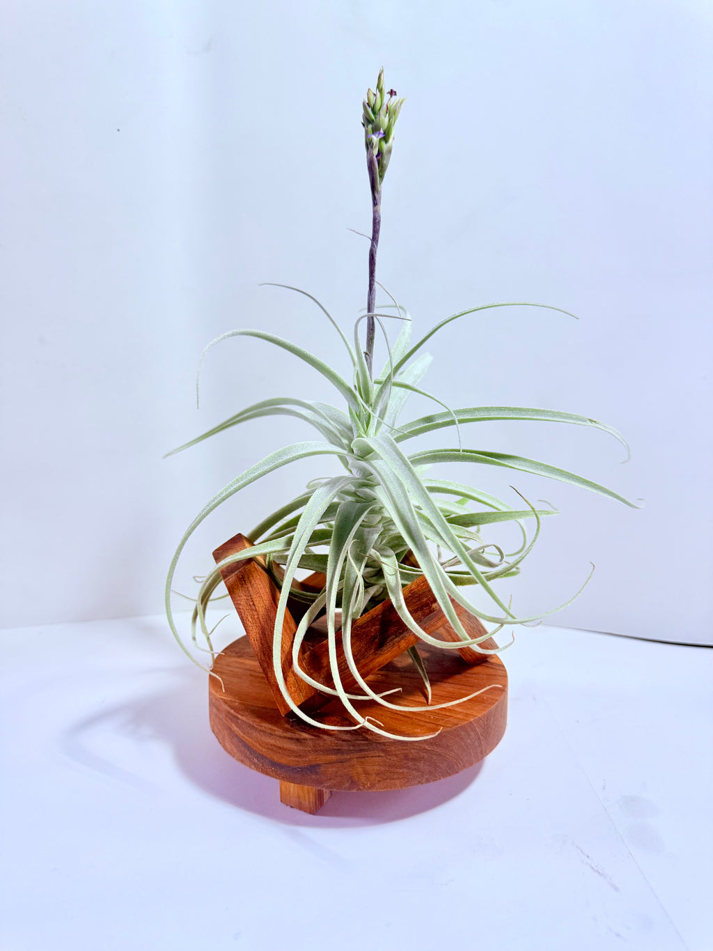 Tillandsia Purpúrea + base teca