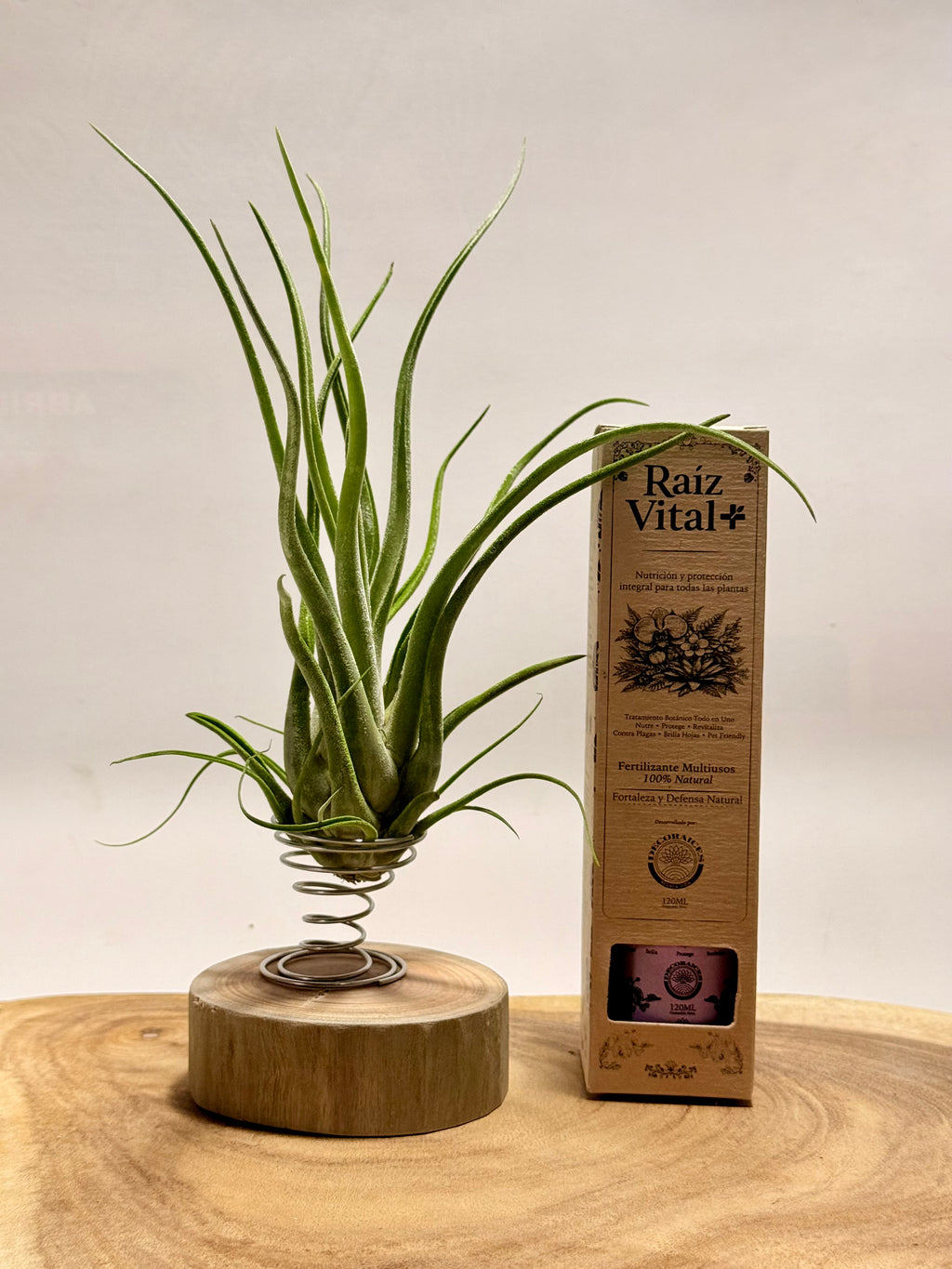 Kit Tillandsia Caput medusae + rodaja madera + espiral + fertilizante