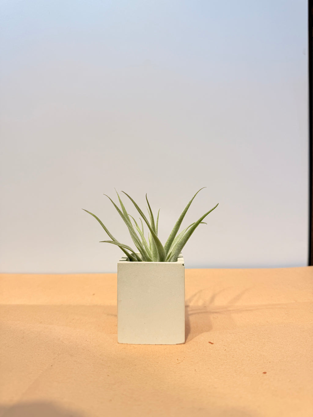 Till. Cacticola mini  + base