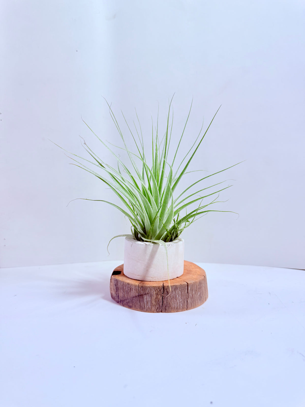 Tillandsia gardneri