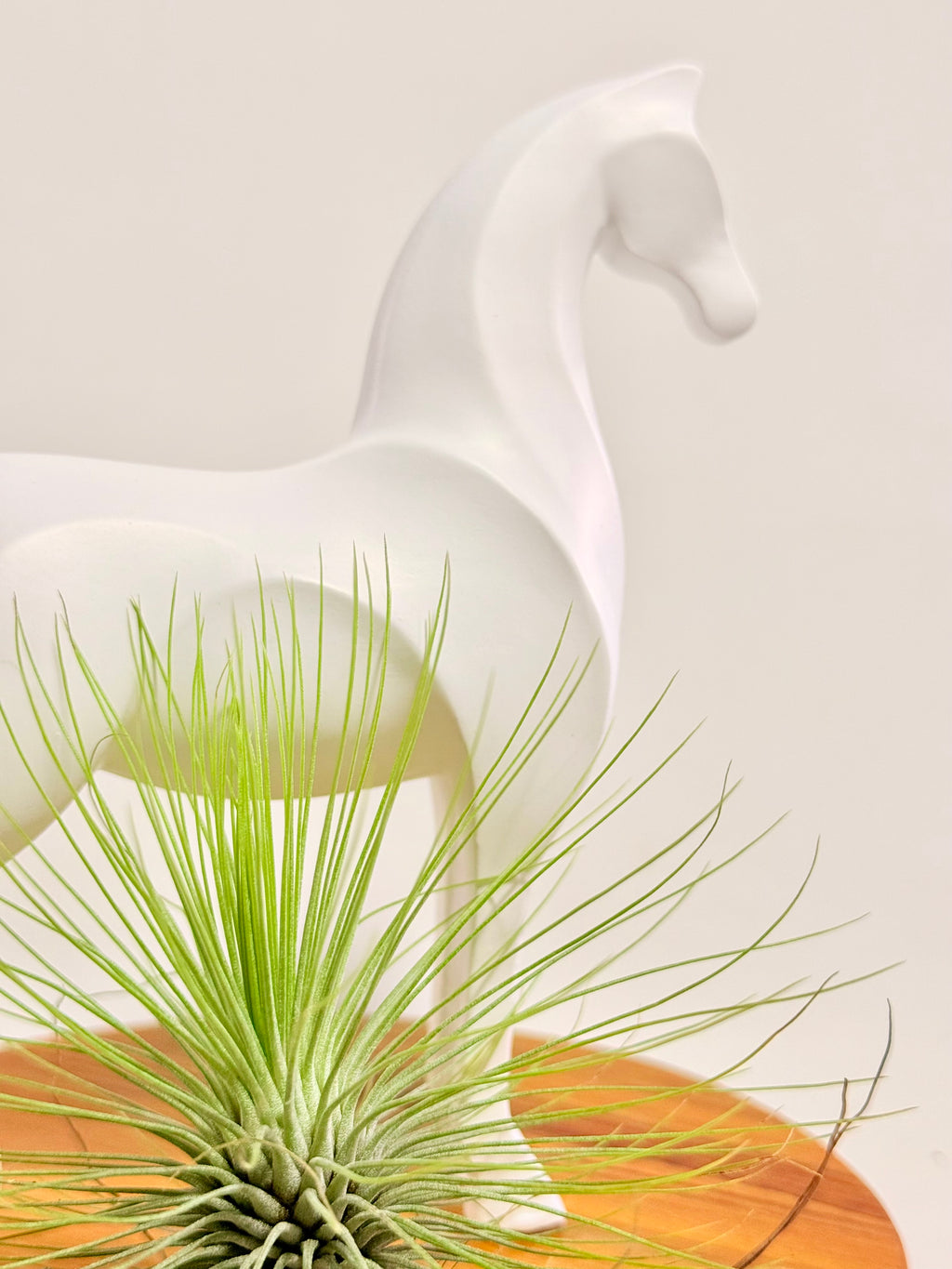 Caballo del éxito + planta