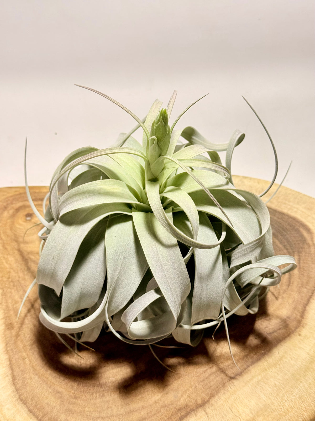 Kit Till. Xerographica XL con botón + fertilizante