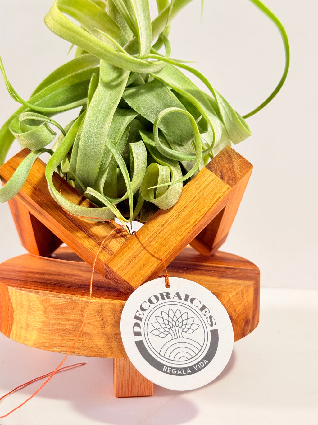 Tillandsia streptophylla + base teca