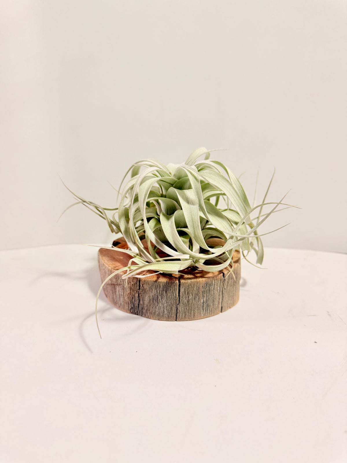Kit Till. Xerographica S + rodaja de madera + espiral + fertilizante