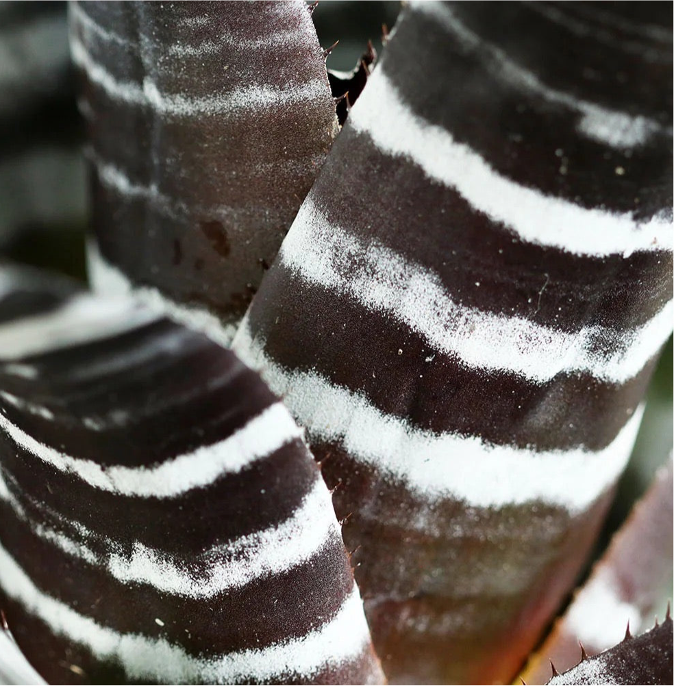 Koke Aech. Chanting var purple