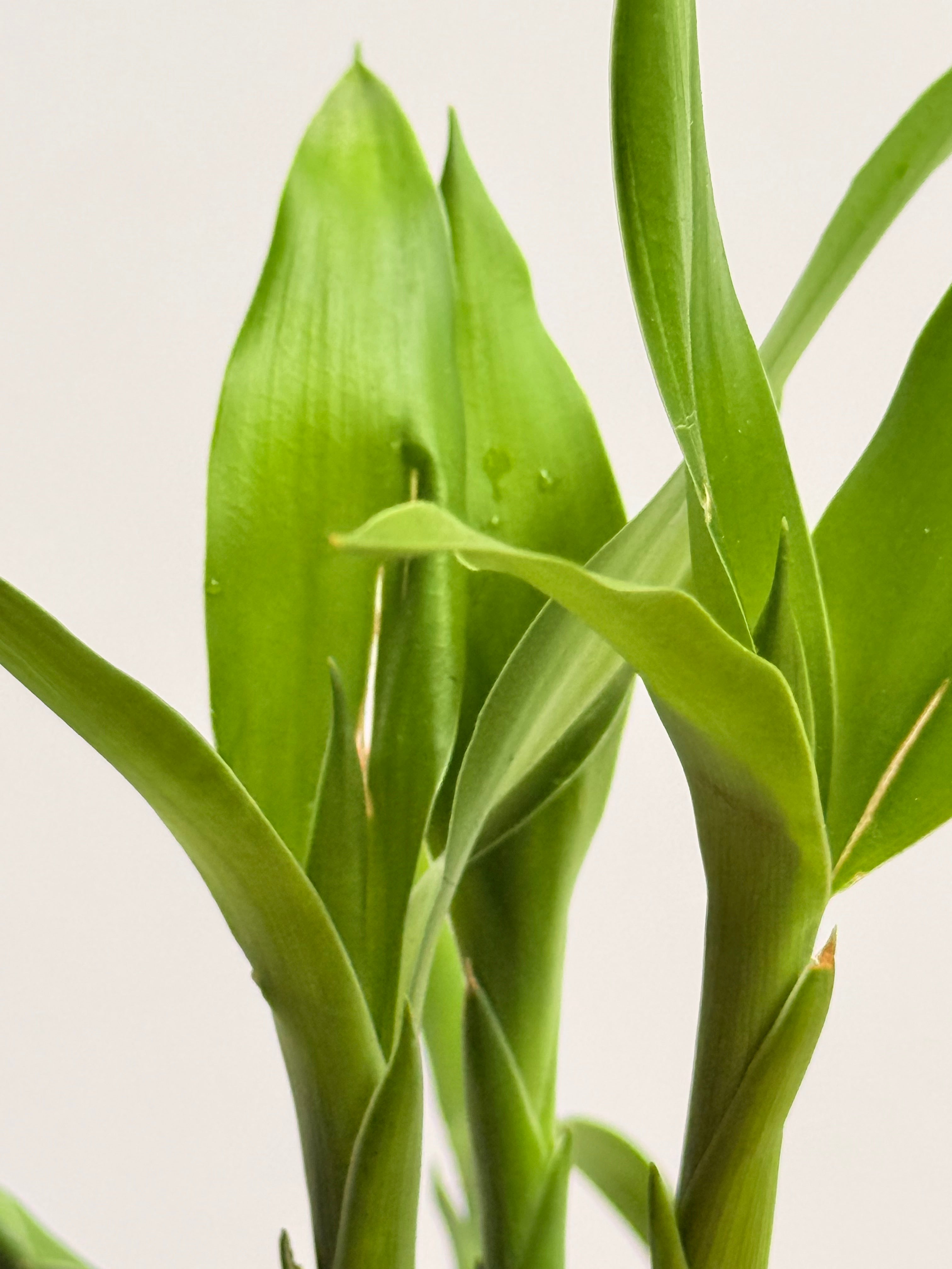 Kit Bamboo + vidrio fundido + base madera nogal