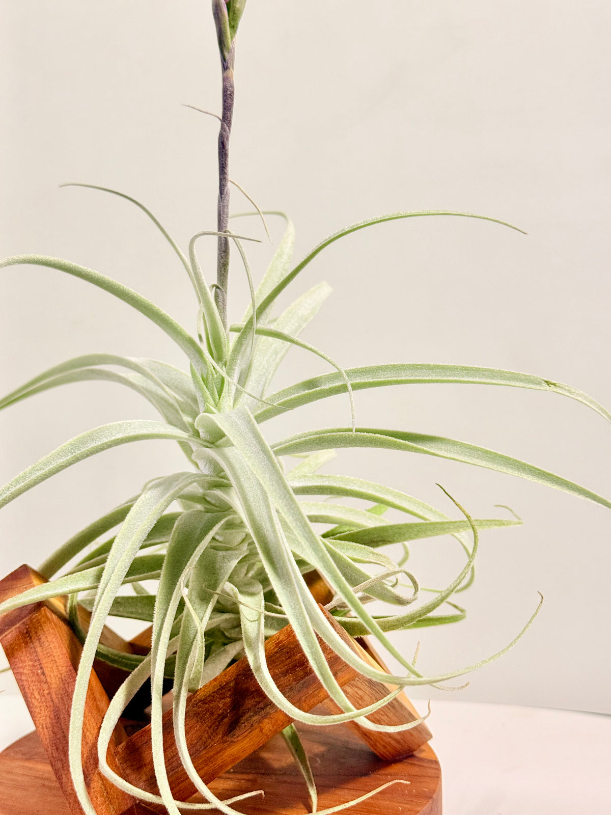 Tillandsia Purpúrea + base teca