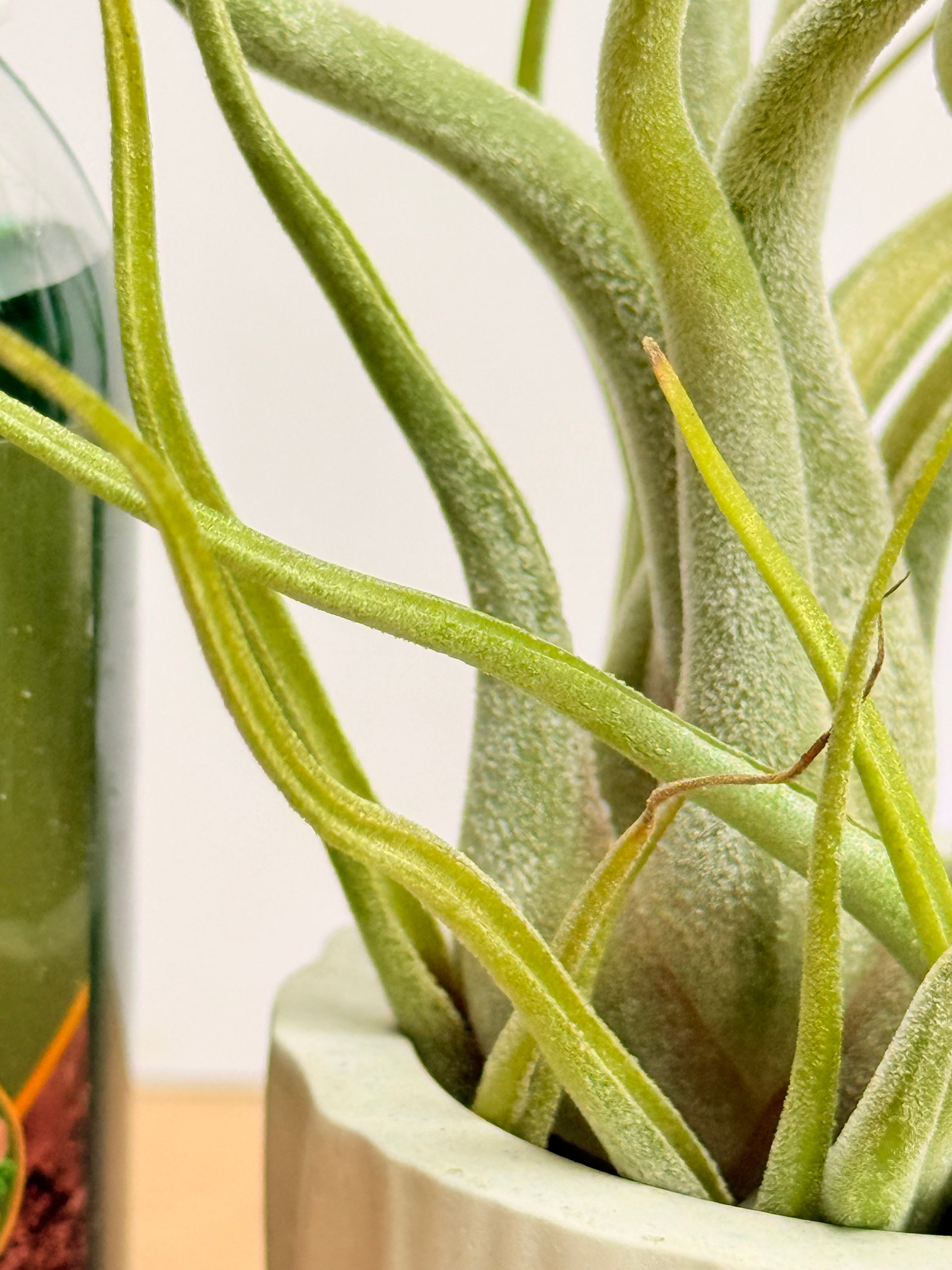 Kit Till. Caput medusae x2+ plant force + matera