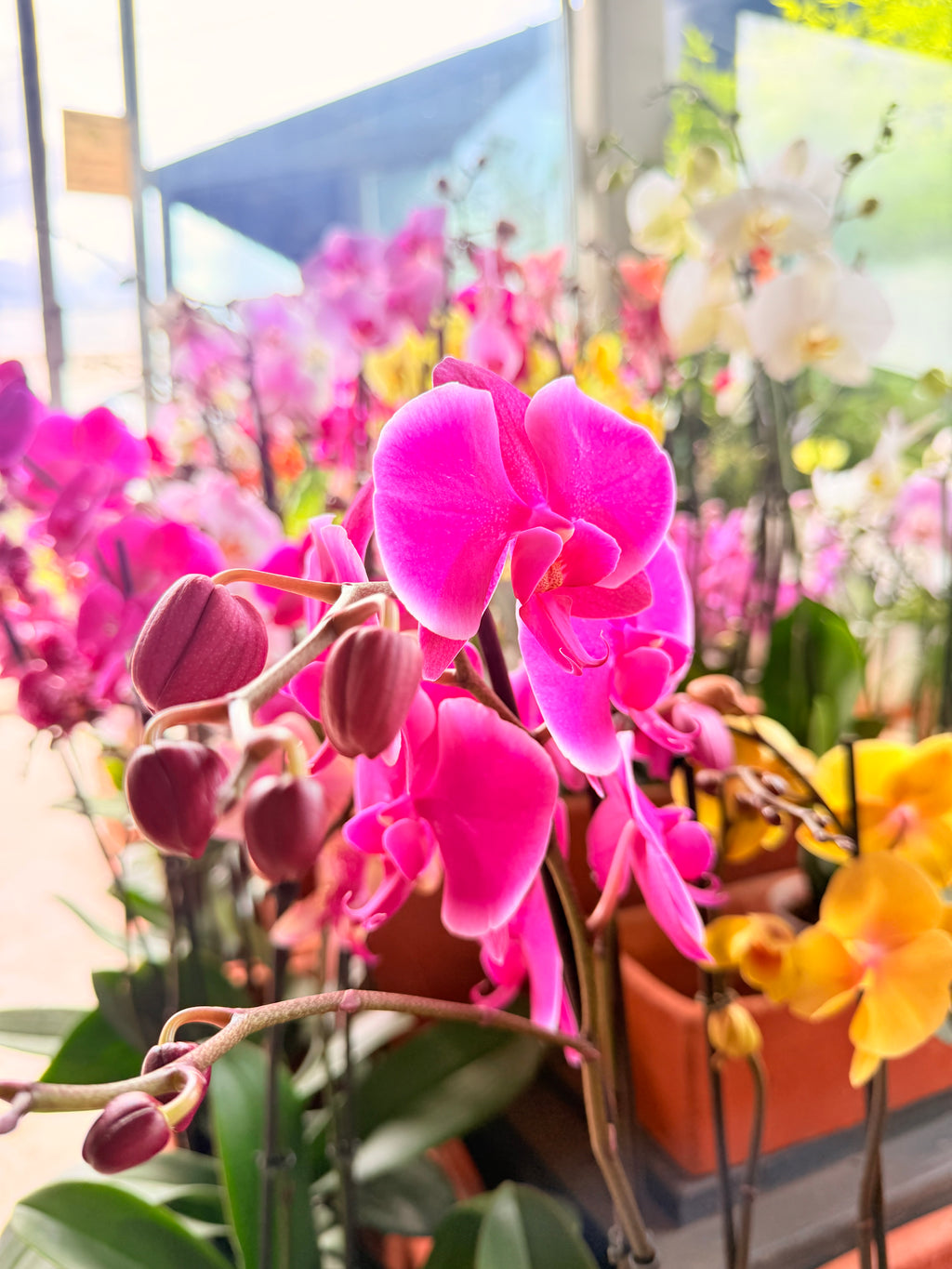 Kokedama Orquídea Premium Rosa 2V