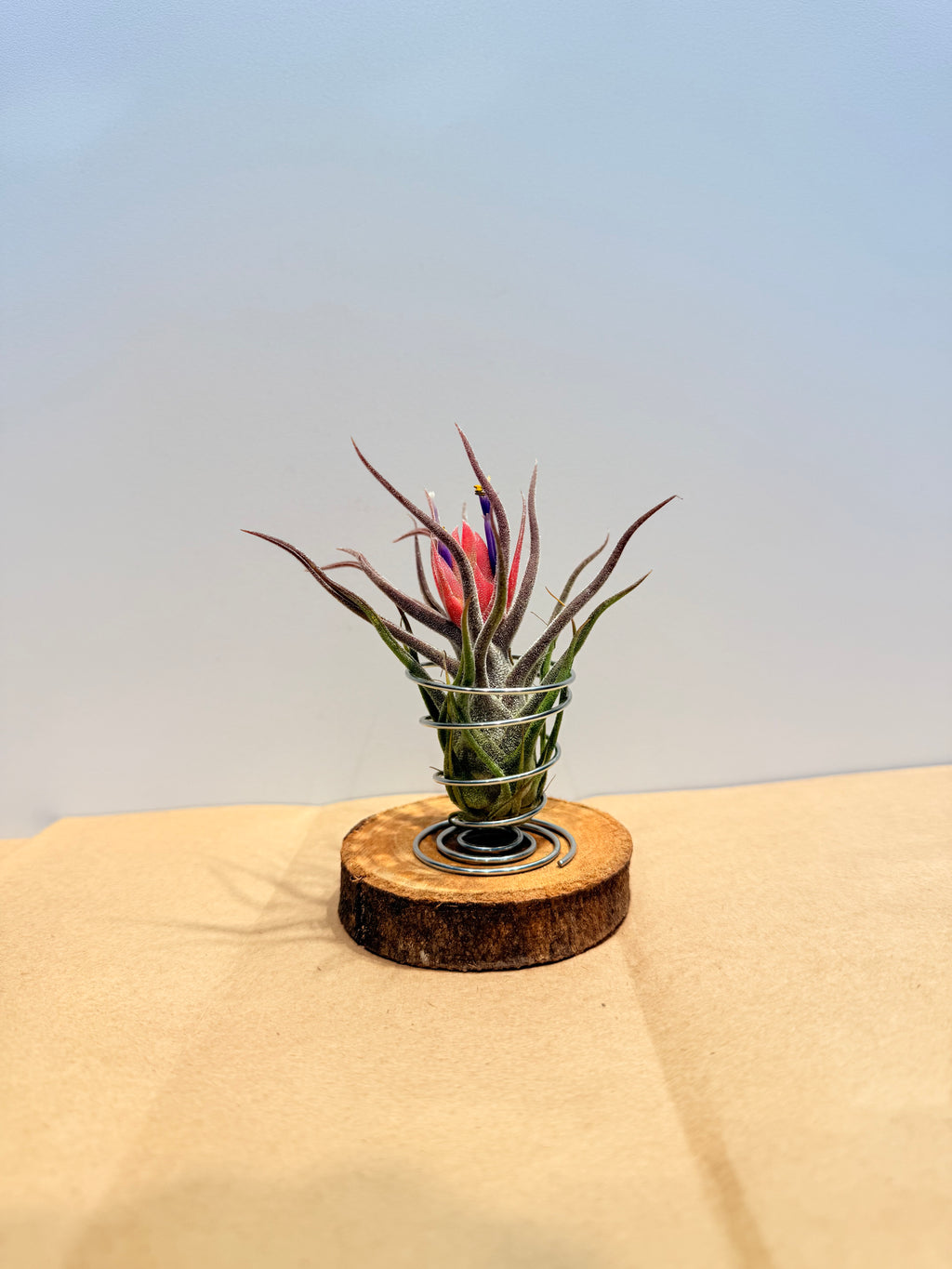 Till. Guatemala red + rodaja + espiral