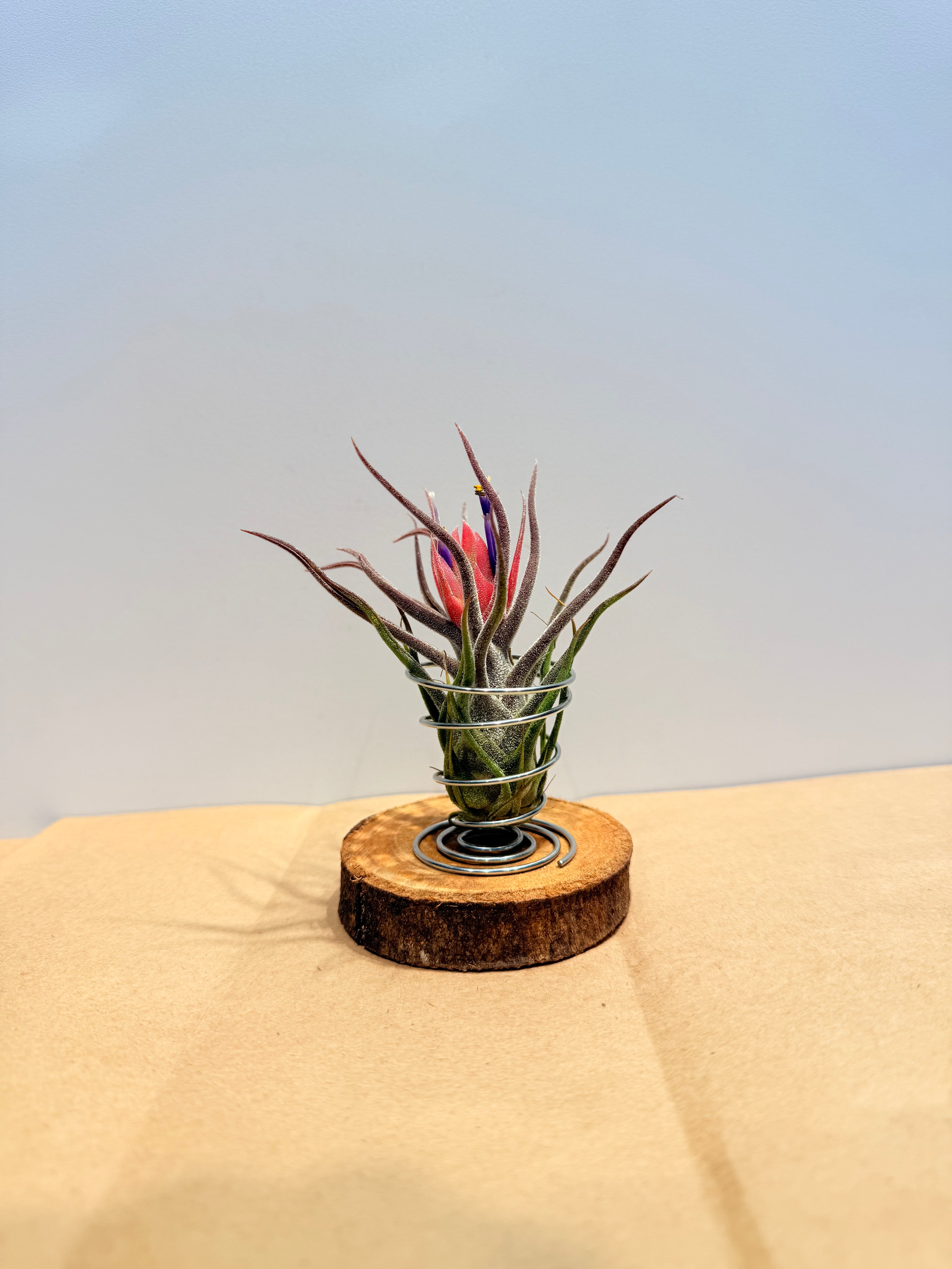 Till. Guatemala red + rodaja + espiral