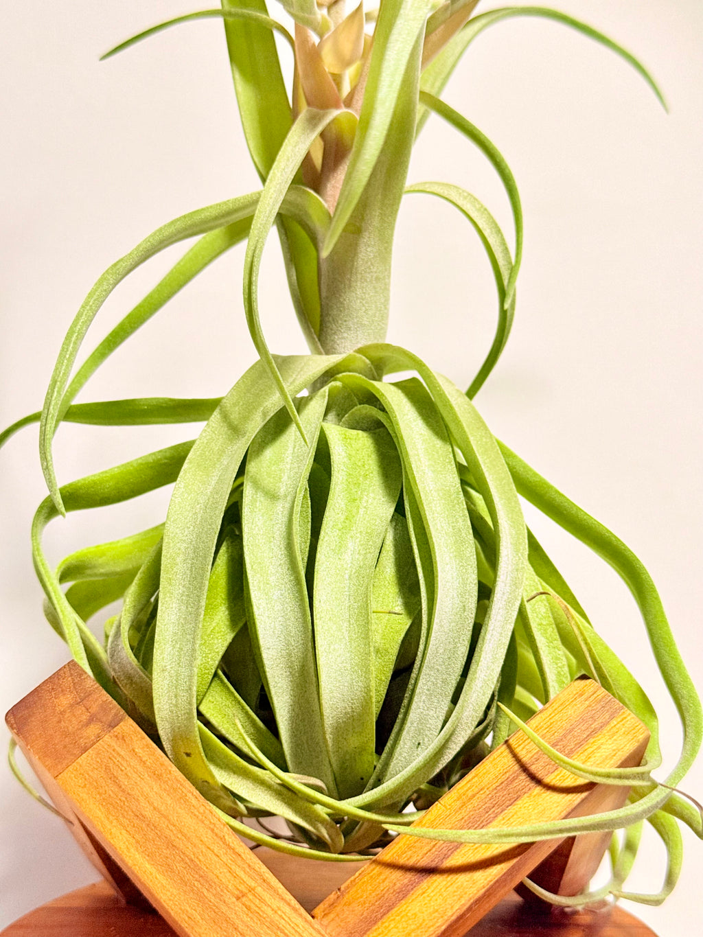 Tillandsia streptophylla + base teca