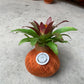 koke Bromelia Guzm. Fary