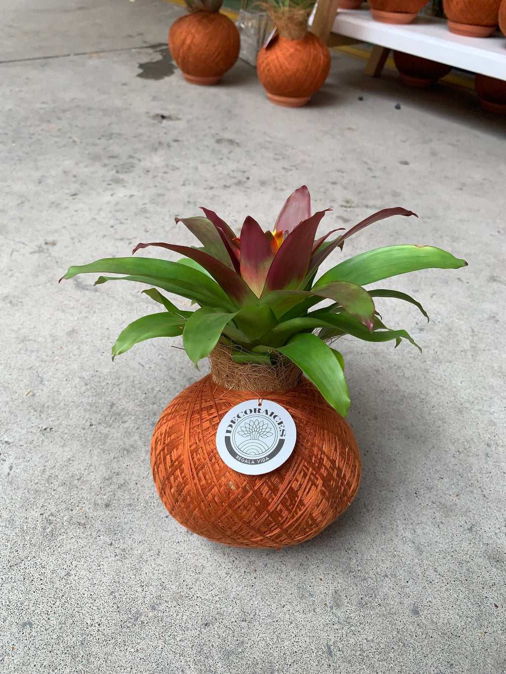 koke Bromelia Guzm. Fary