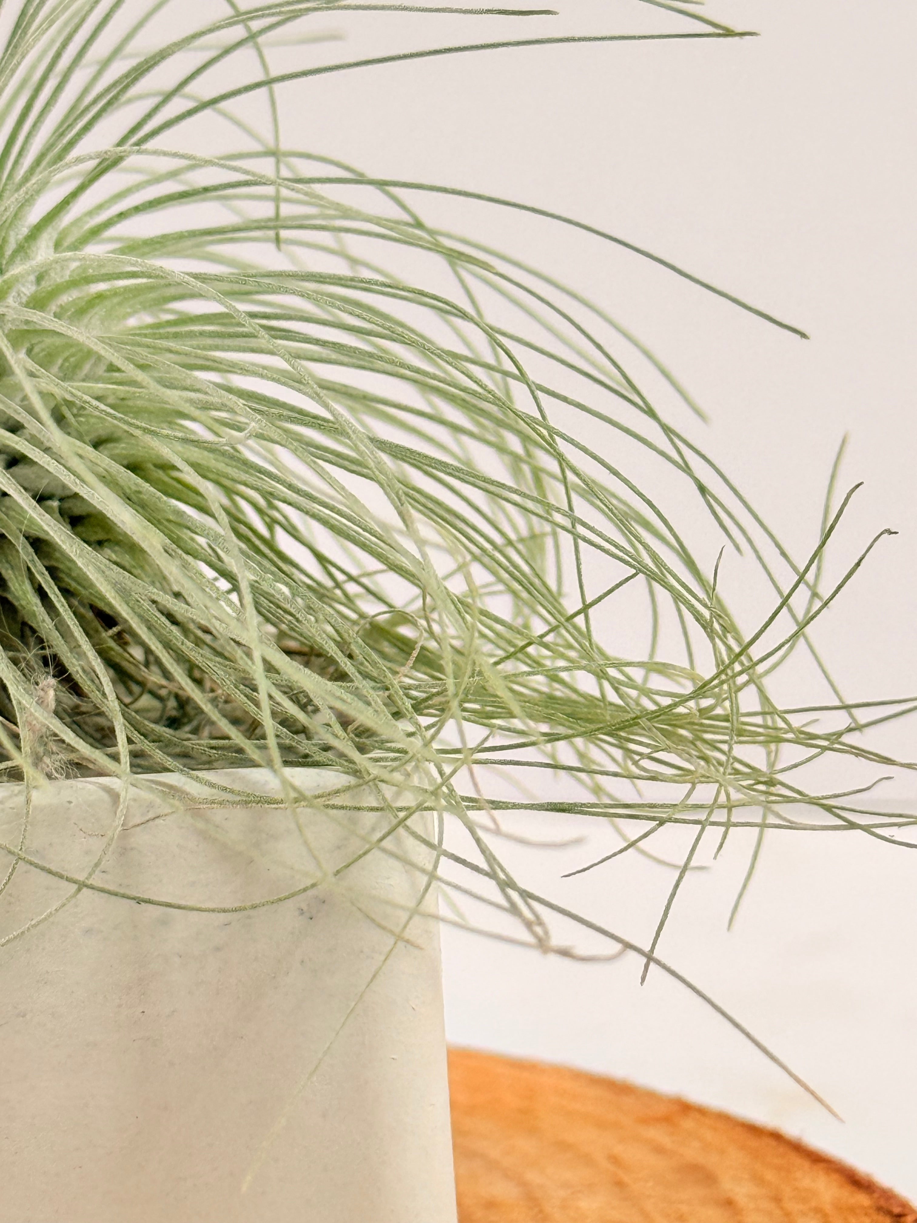 Tillandsia Fuchsii var. Gracilis