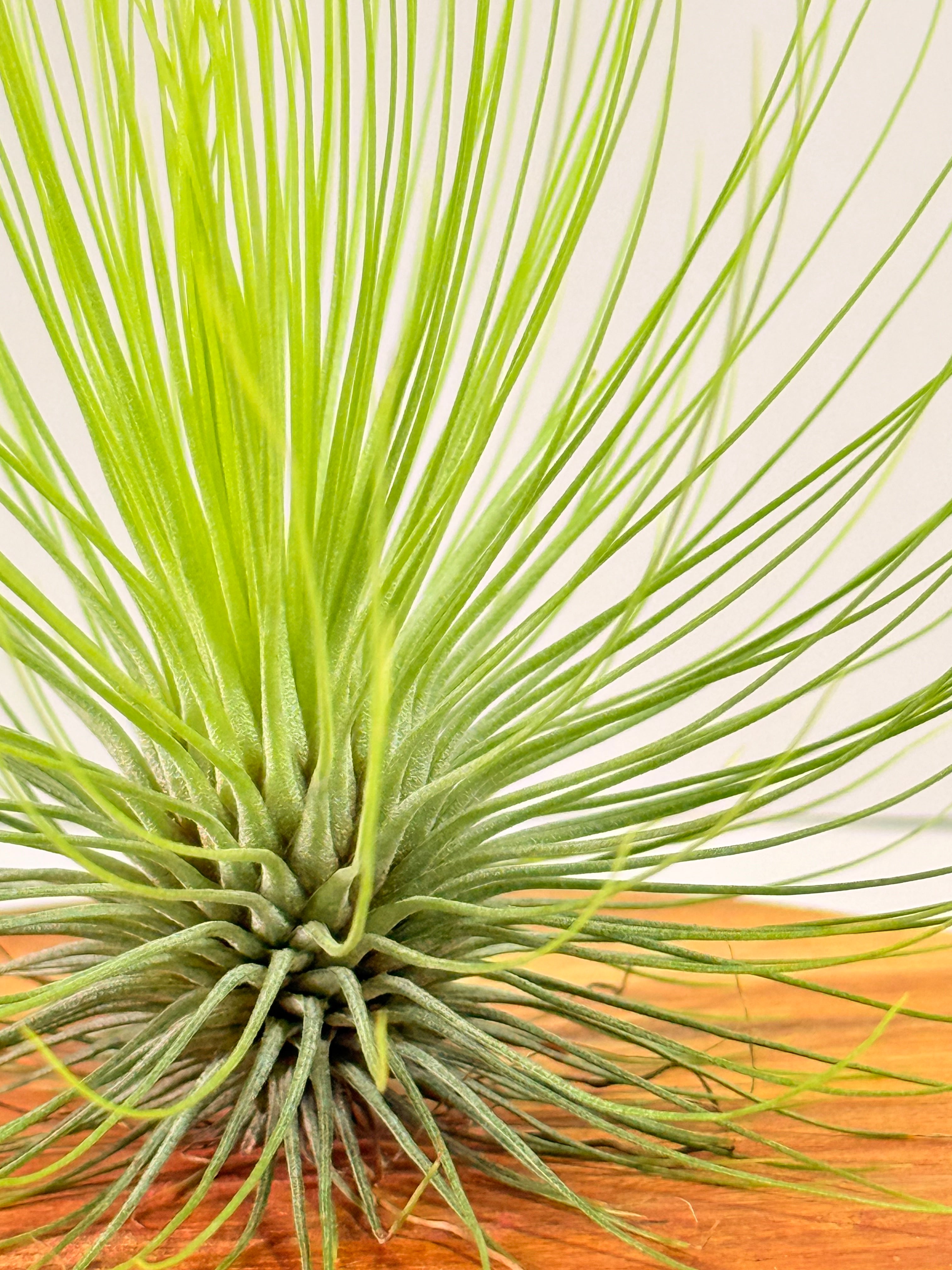 Tillandsia  Andreana M + matera
