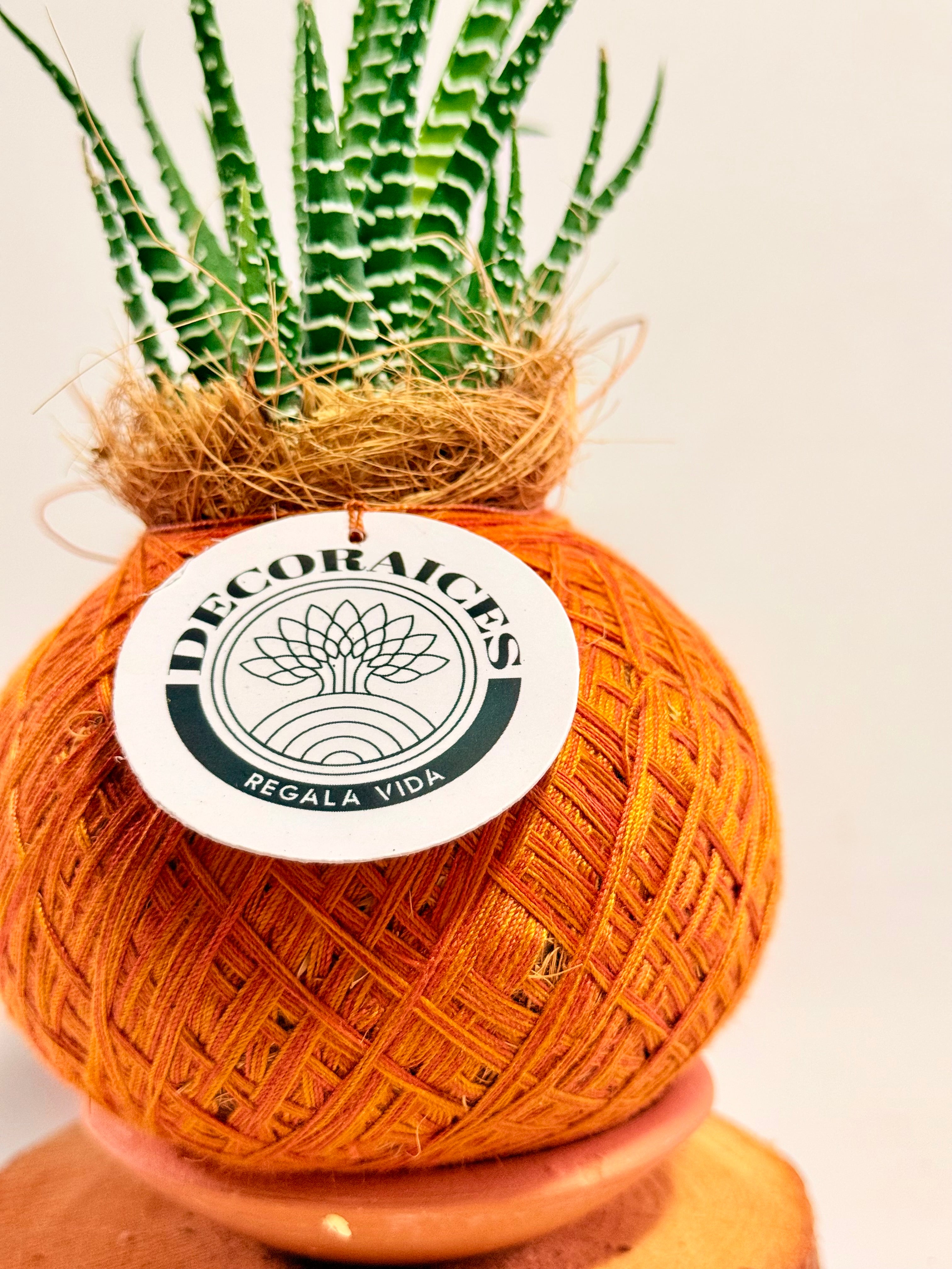 Kokedama mini Sabillón Cebra
