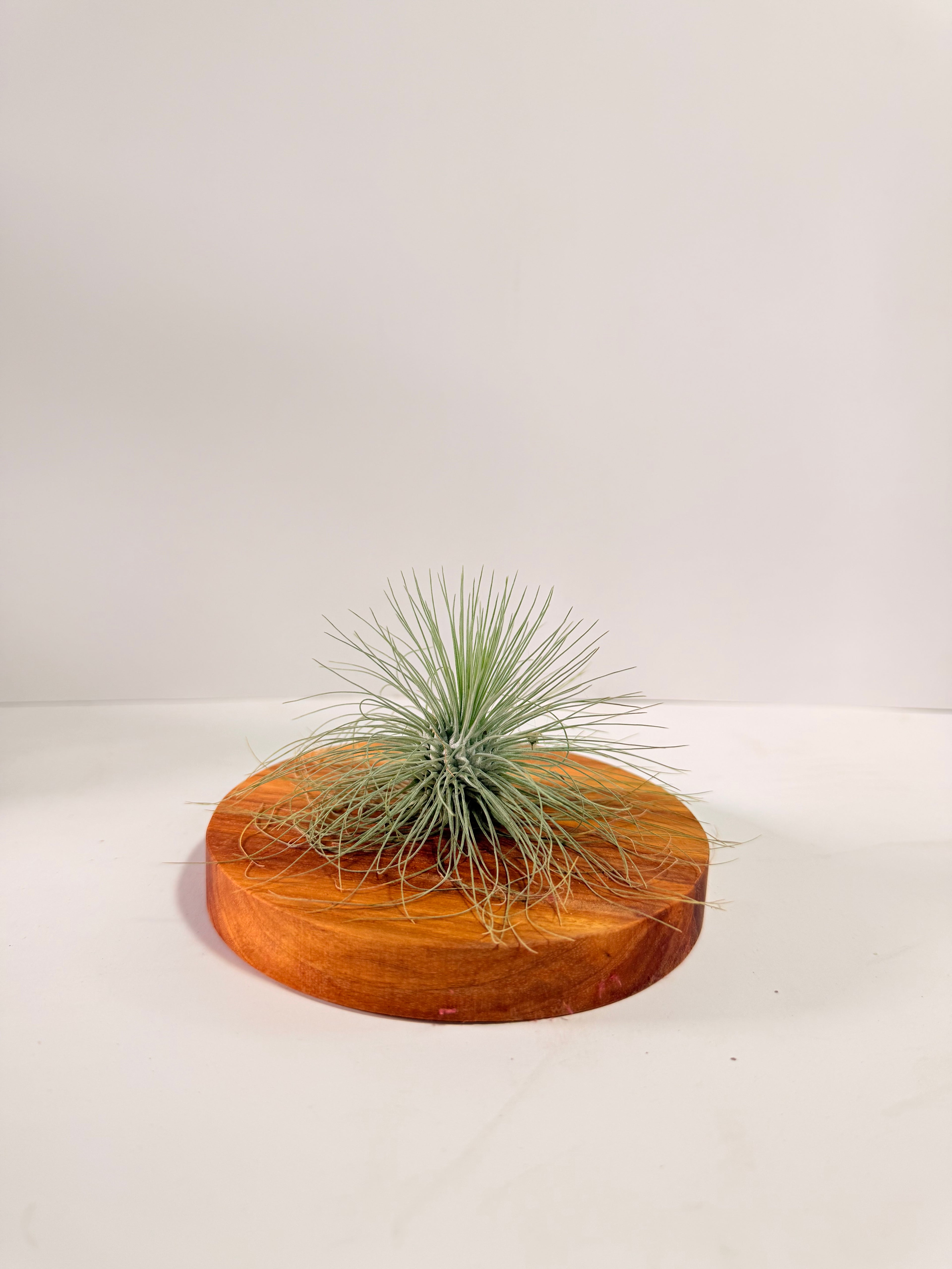 Tillandsia Fuchsii var. Gracilis