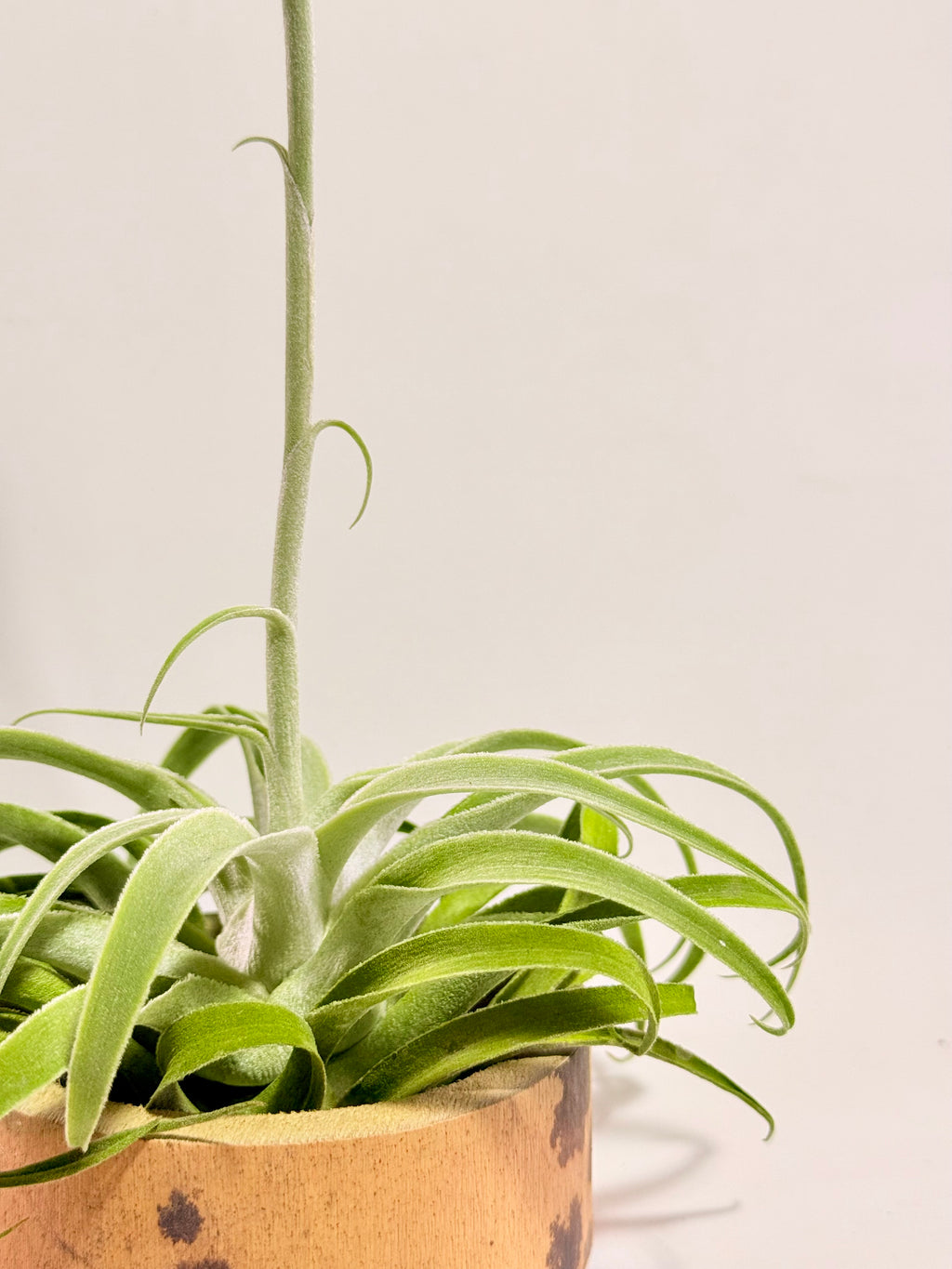 Tillandsia Cacticola regular form botón