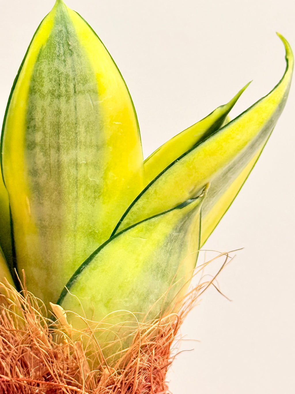 Kokedama Sansevieria Golden Hahnii