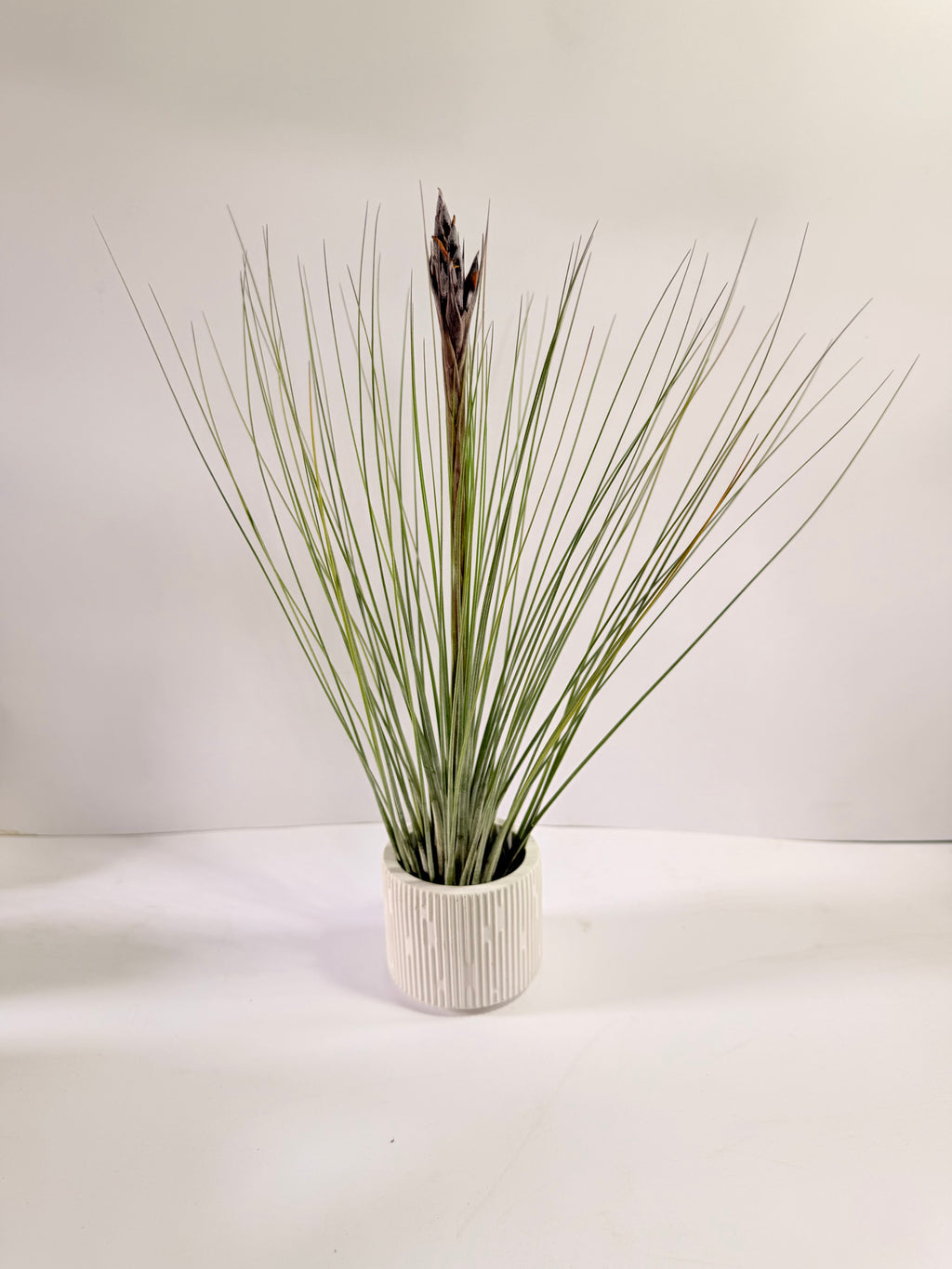 Tillandsia  Juncea + matera