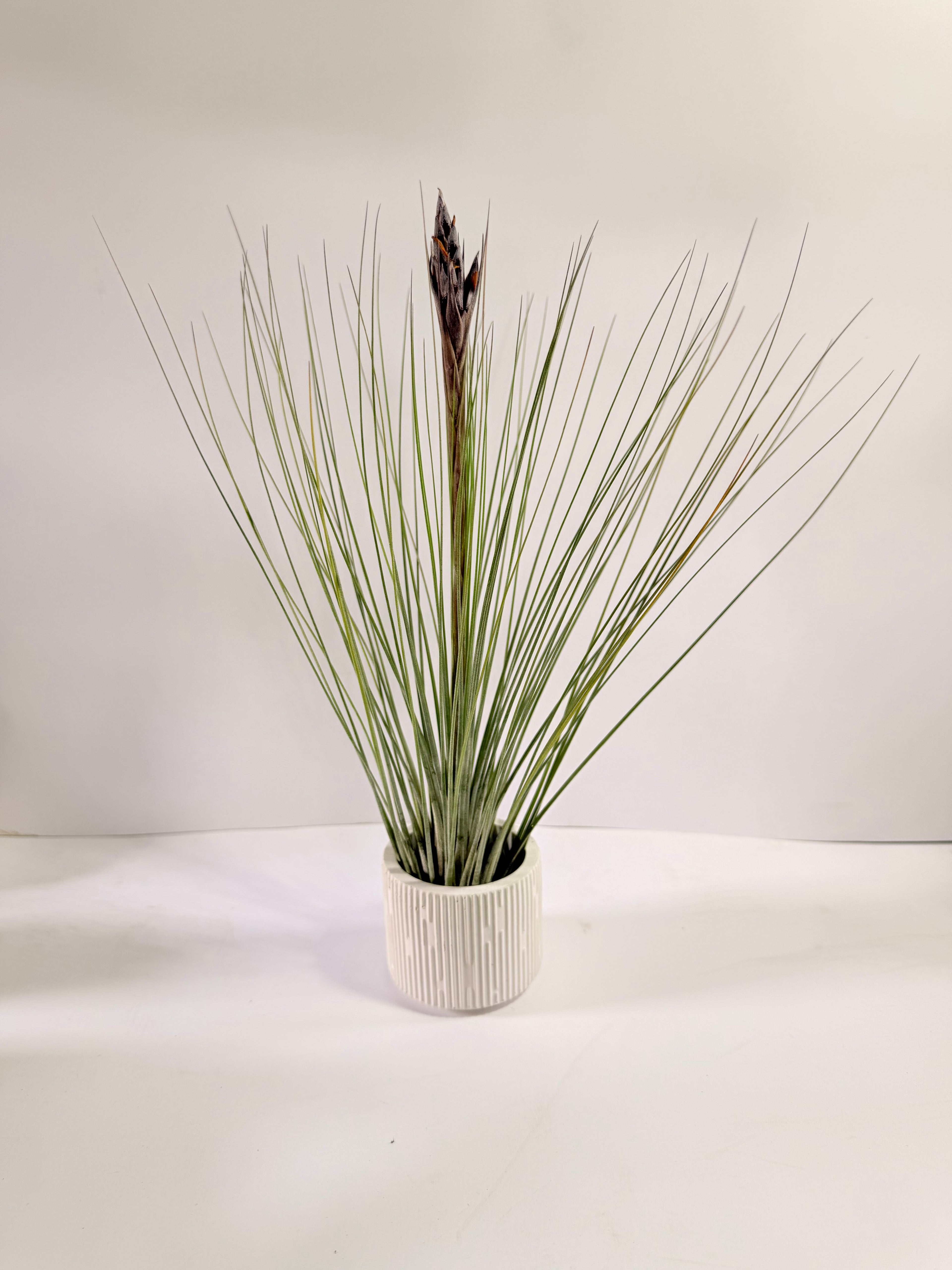 Tillandsia  Juncea + matera