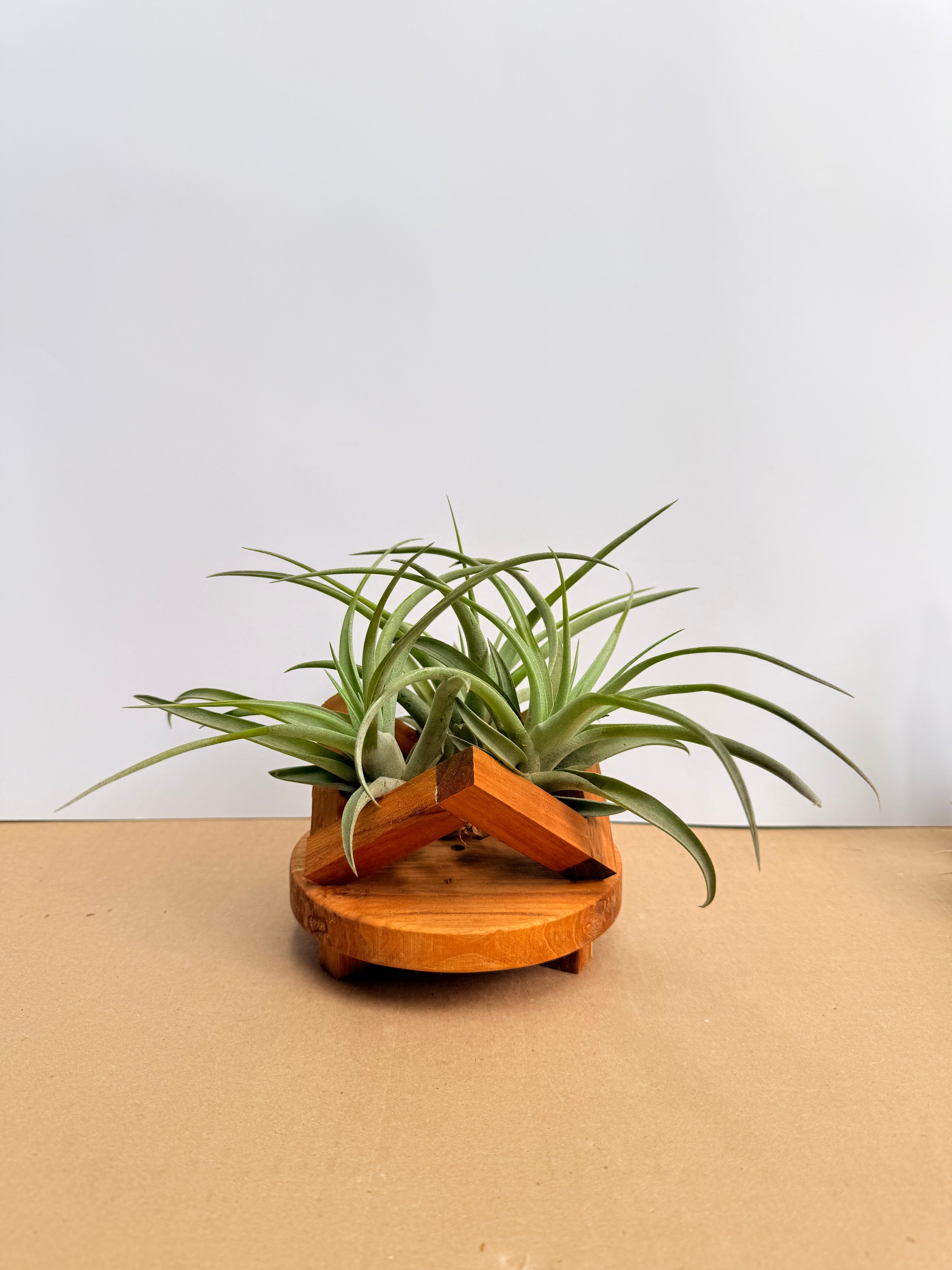 Kit Till. Pholiana x3 + plant force + base madera teca