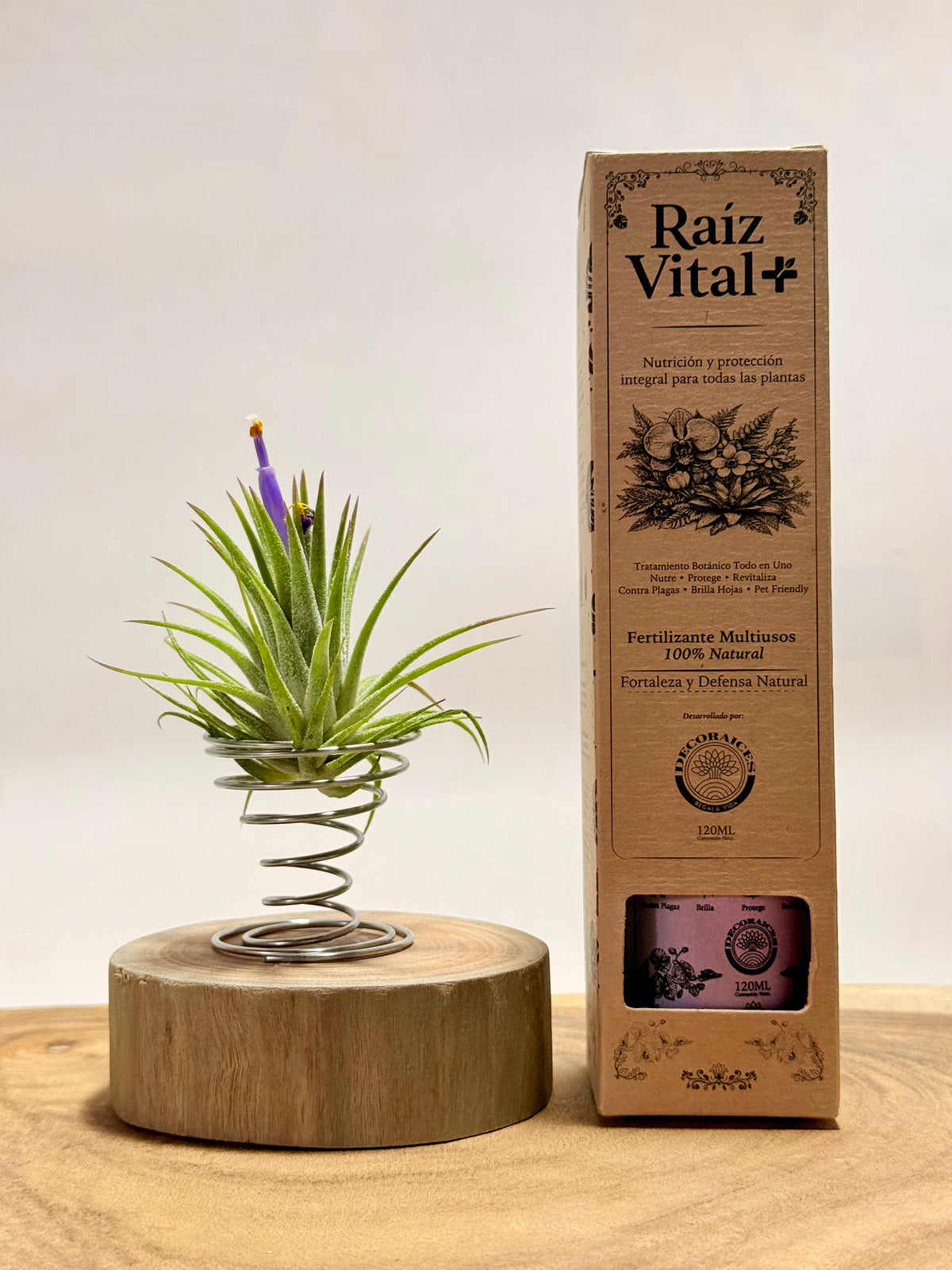Kit Till. Ionantha + madera + espiral + fertilizante