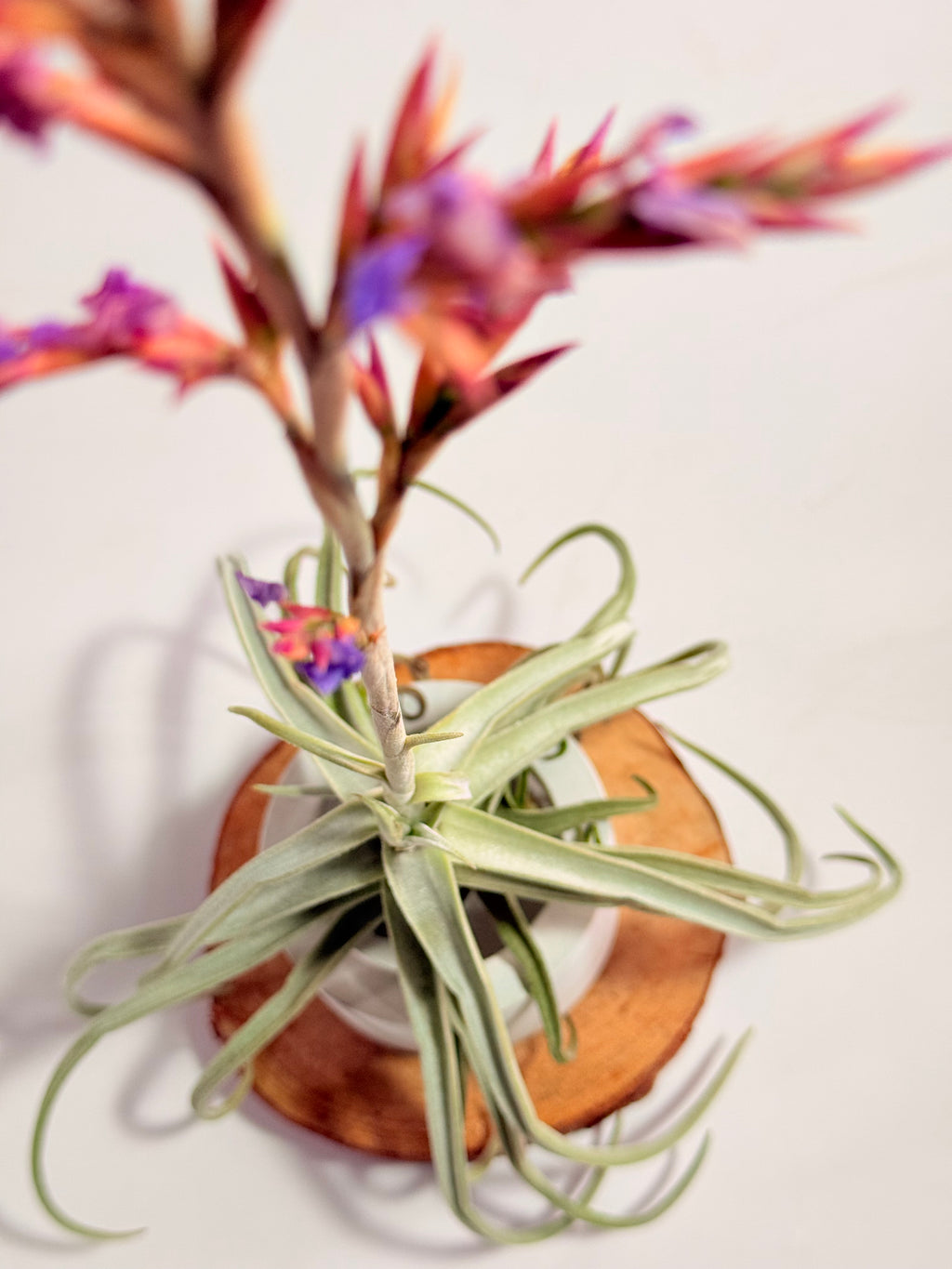 Tillandsia  Streptocarpa