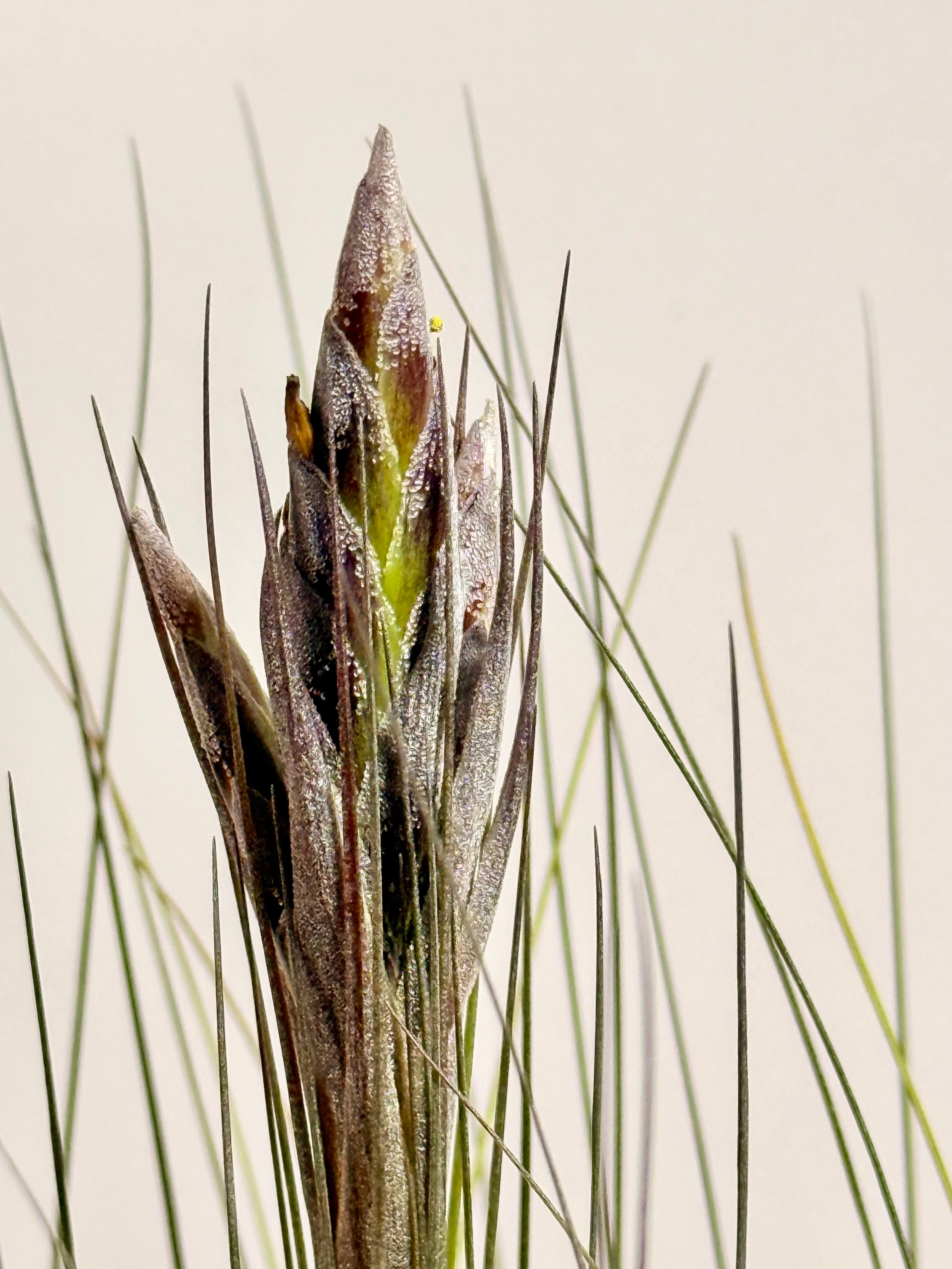 Tillandsia  Juncea + matera