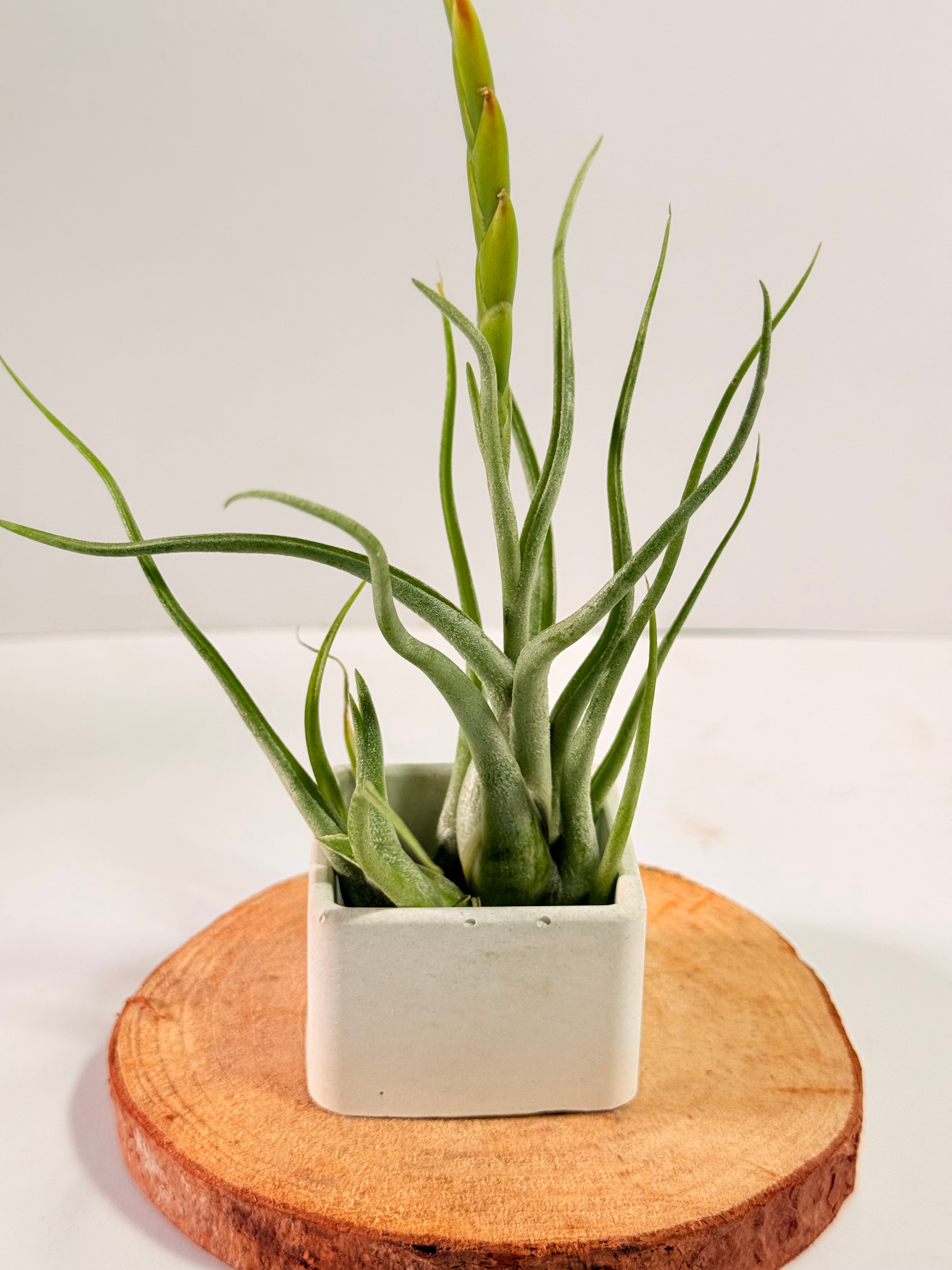 Tillandsia Caput medusae