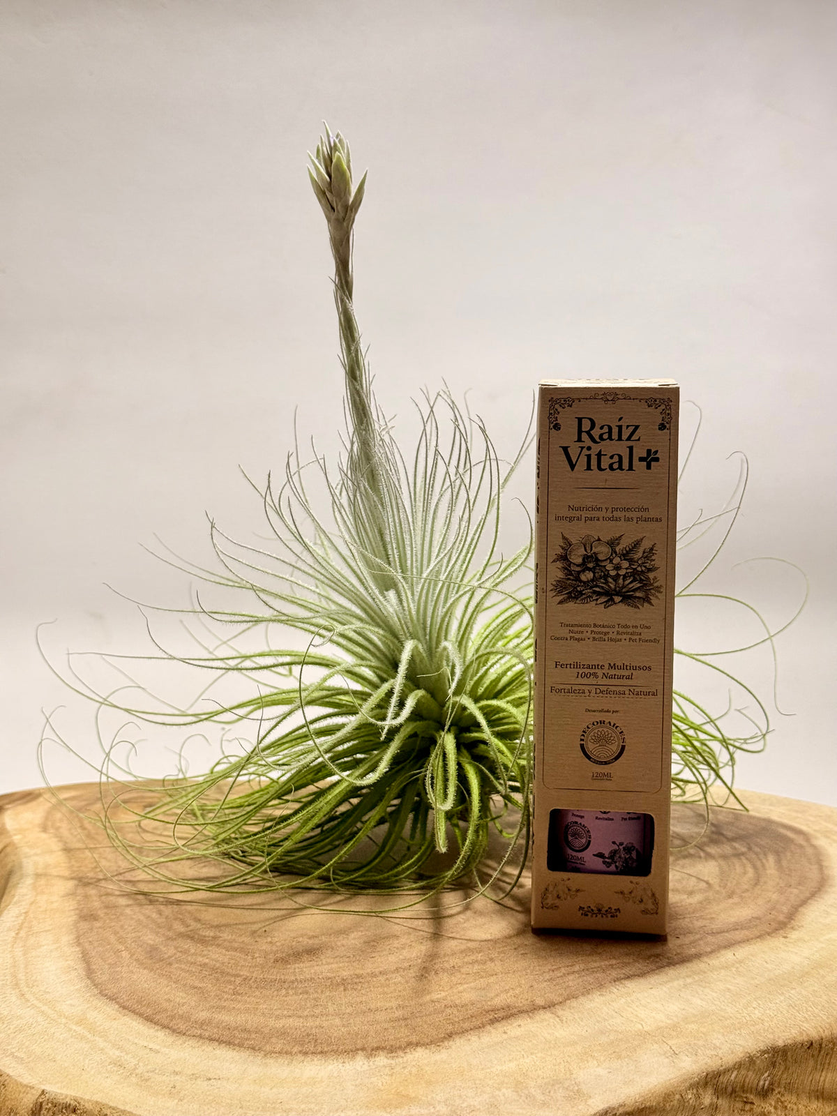 Kit Tillandsia tectorum M + fertilizante